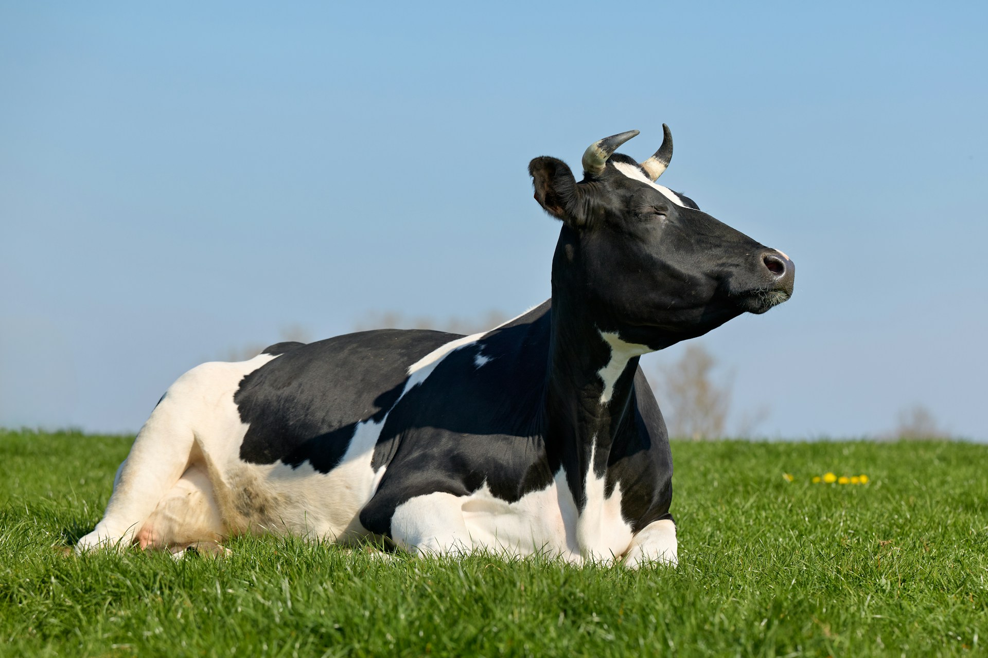 A black and white cow rests in a field.