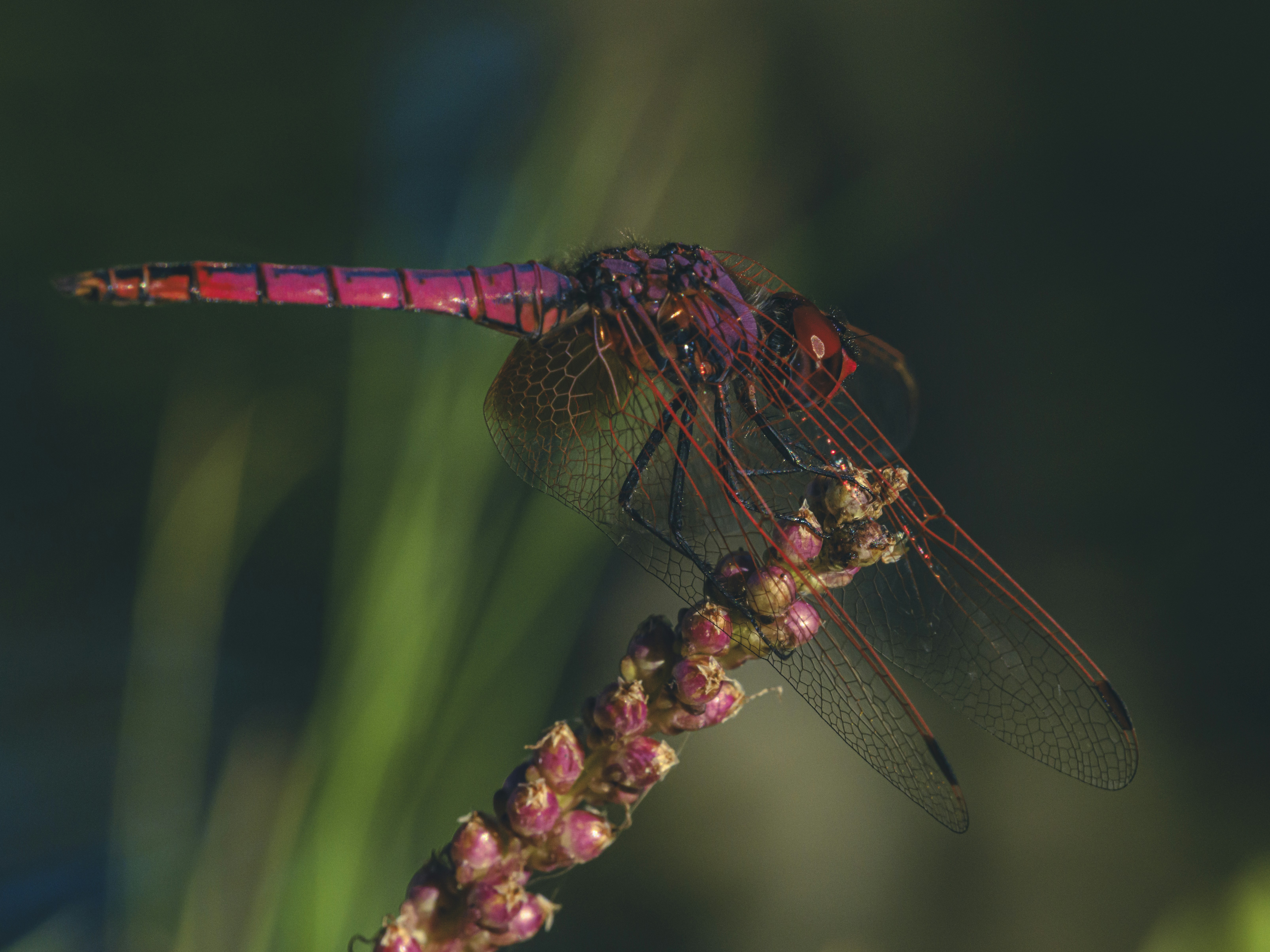 Photo by enginakyurt