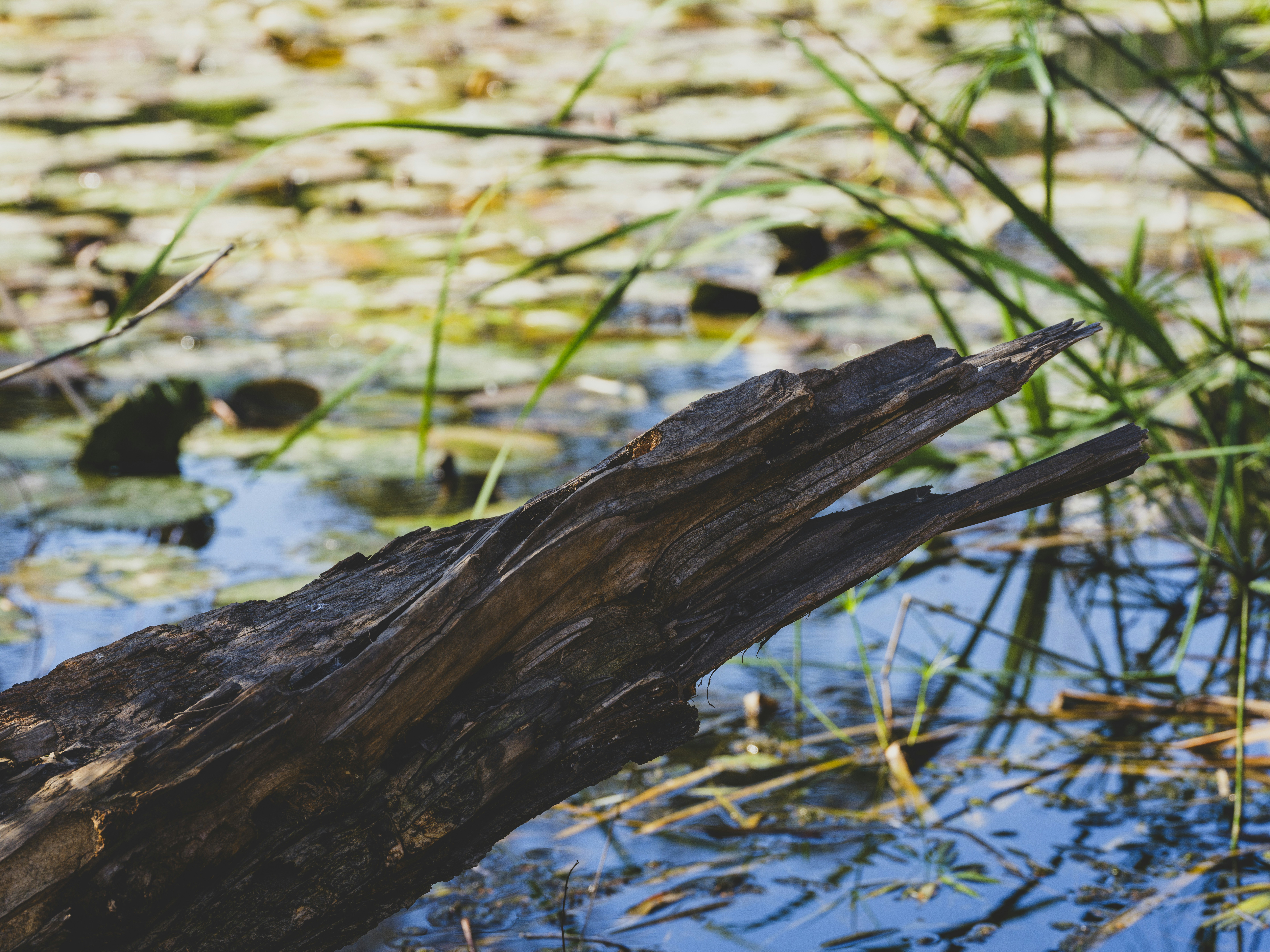 Photo by enginakyurt