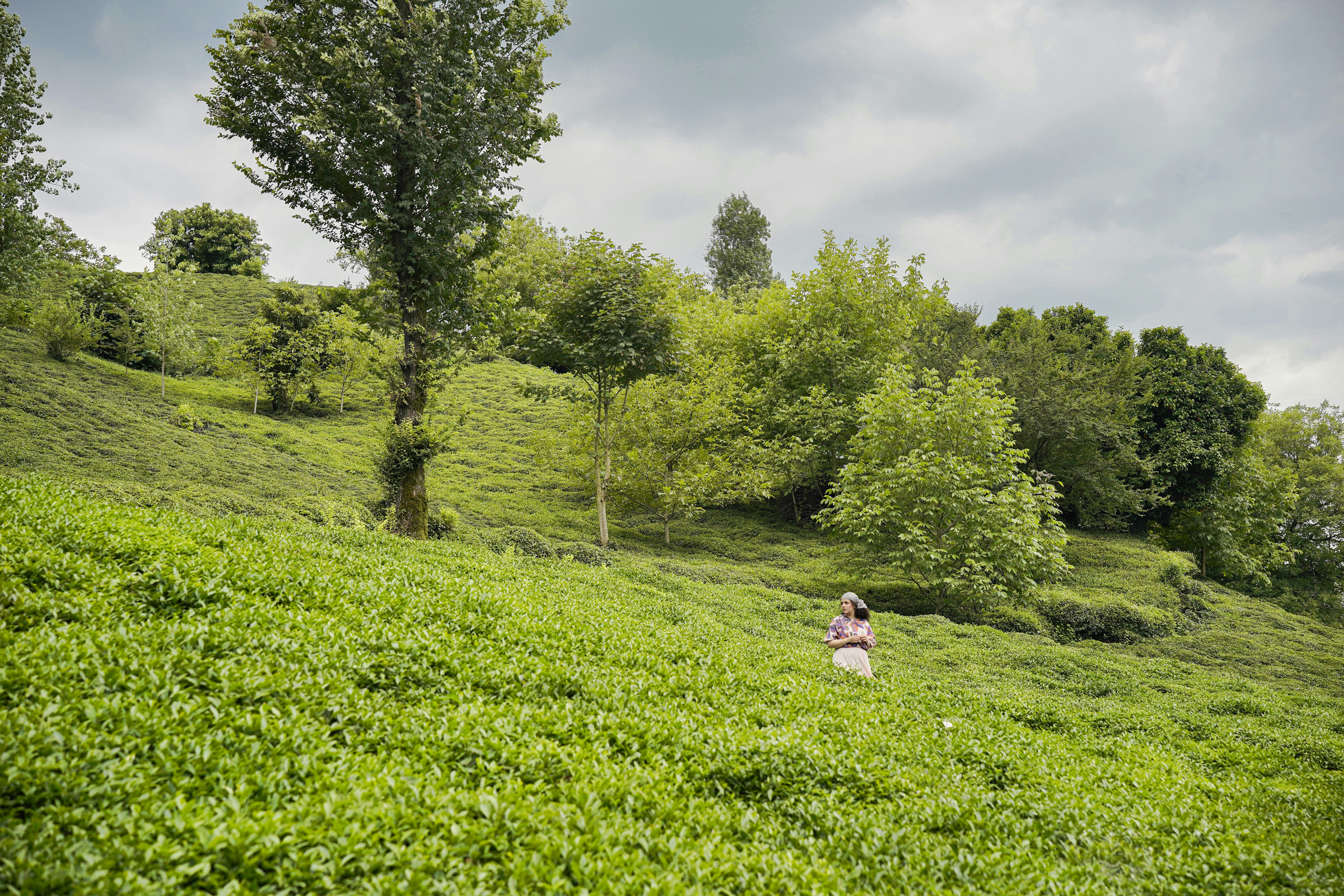 Paysages verts depuis le train, détails des feuilles de thé,
