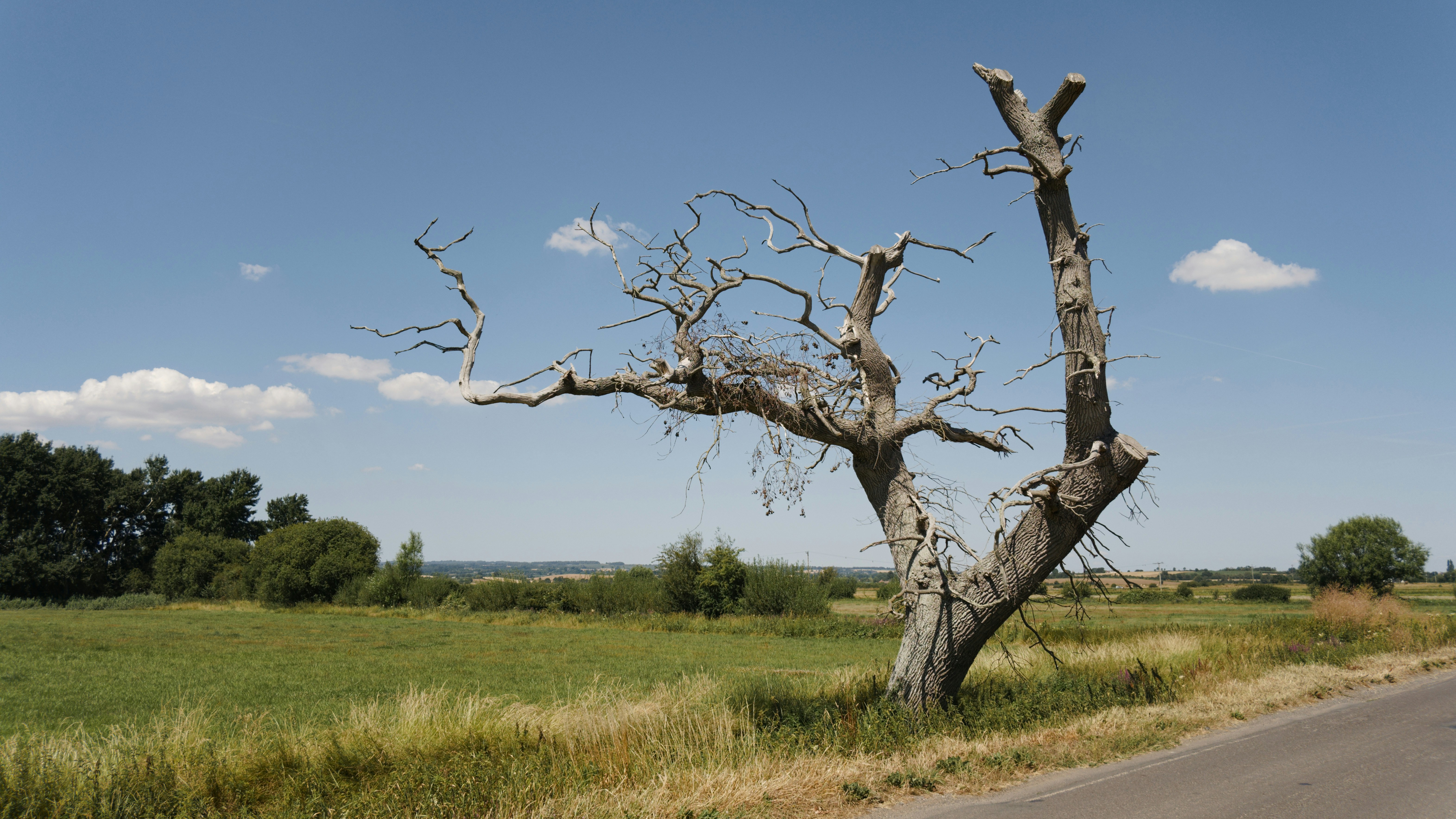 A dead tree stands amidst a green landscape.
