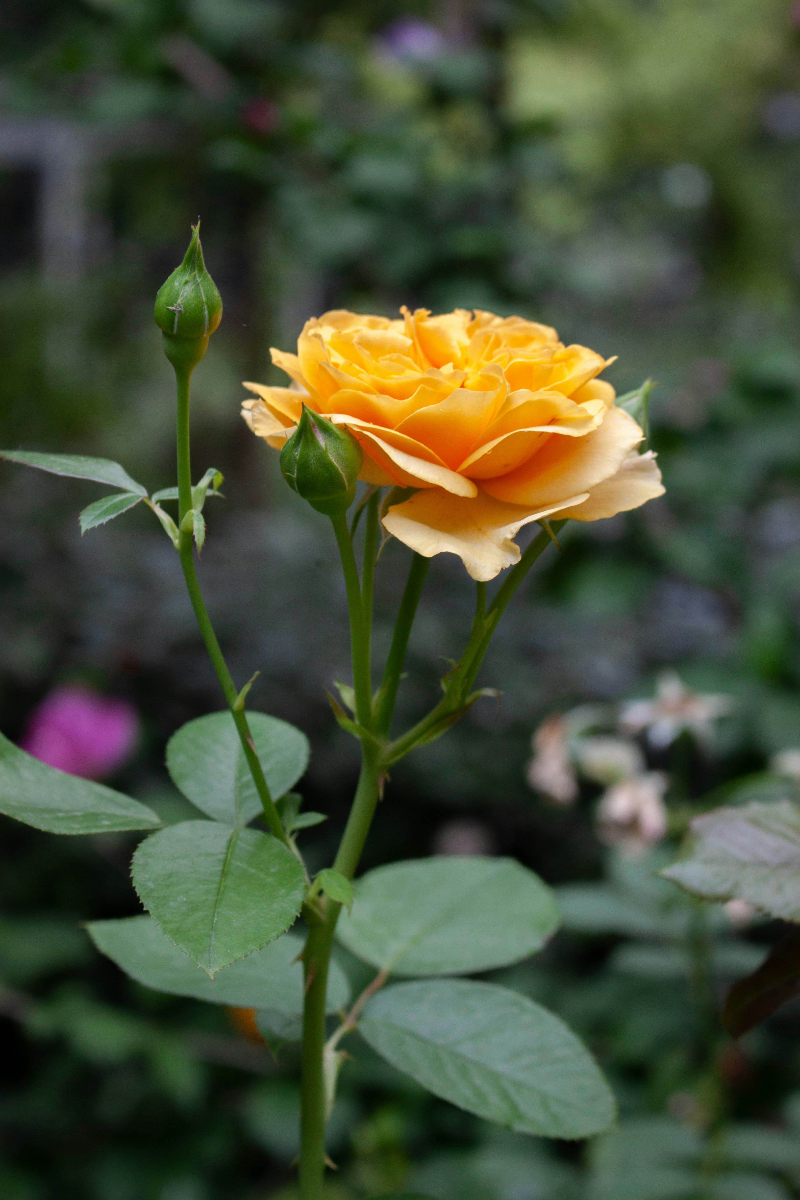 Photo by kamillaisalieva