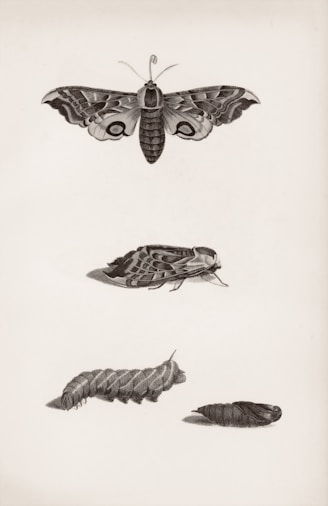 Moth, caterpillar, and chrysalis shown in an illustration.