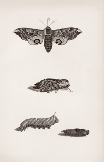 Moth, caterpillar, and chrysalis shown in an illustration.
