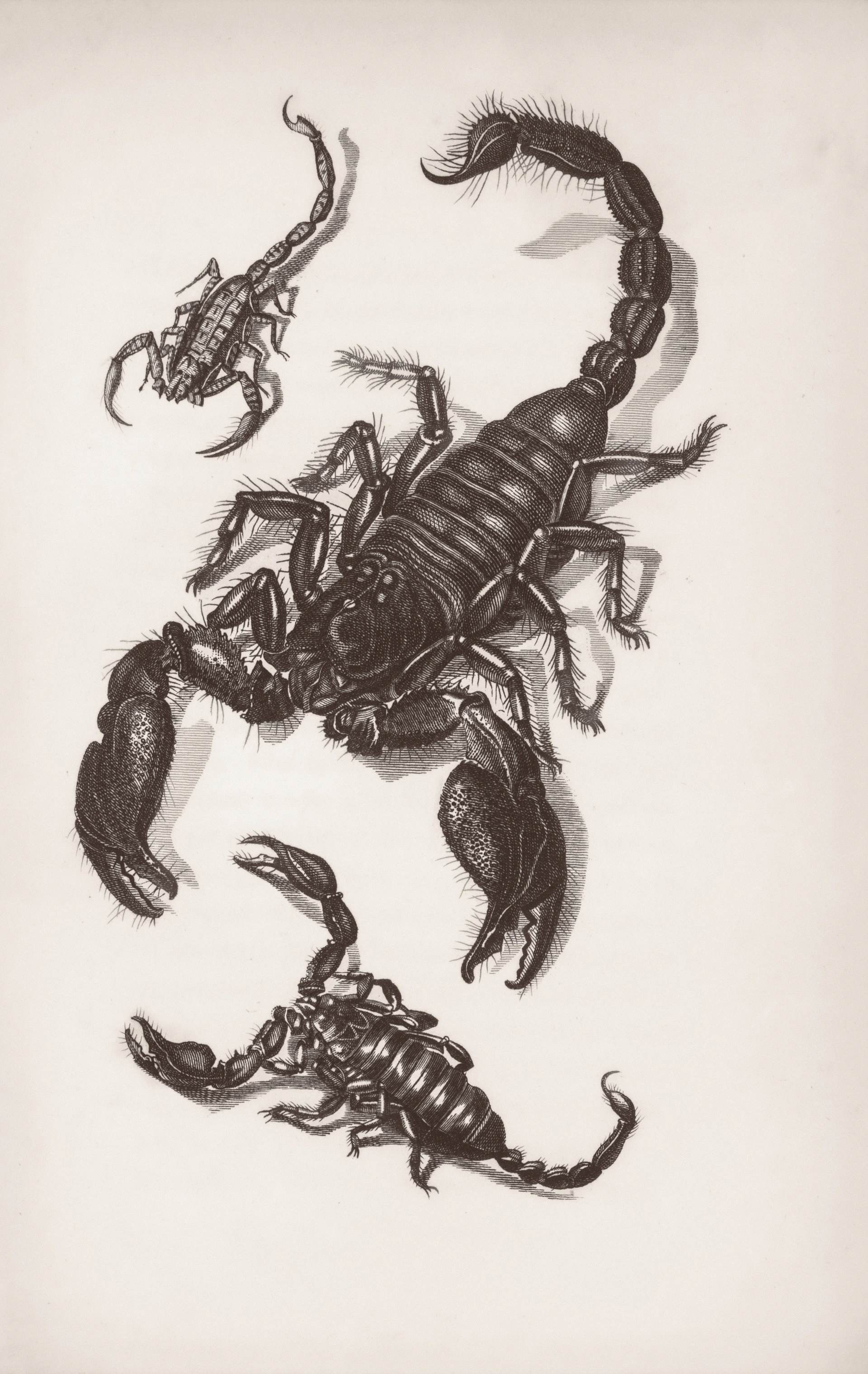 Three scorpions drawn in black and white
