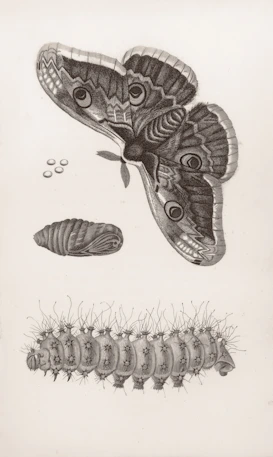 Moth, pupa, caterpillar, and eggs on white background.