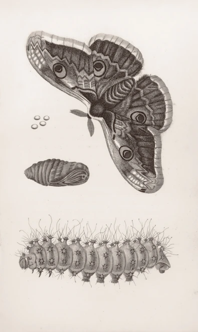 Moth, pupa, caterpillar, and eggs on white background.