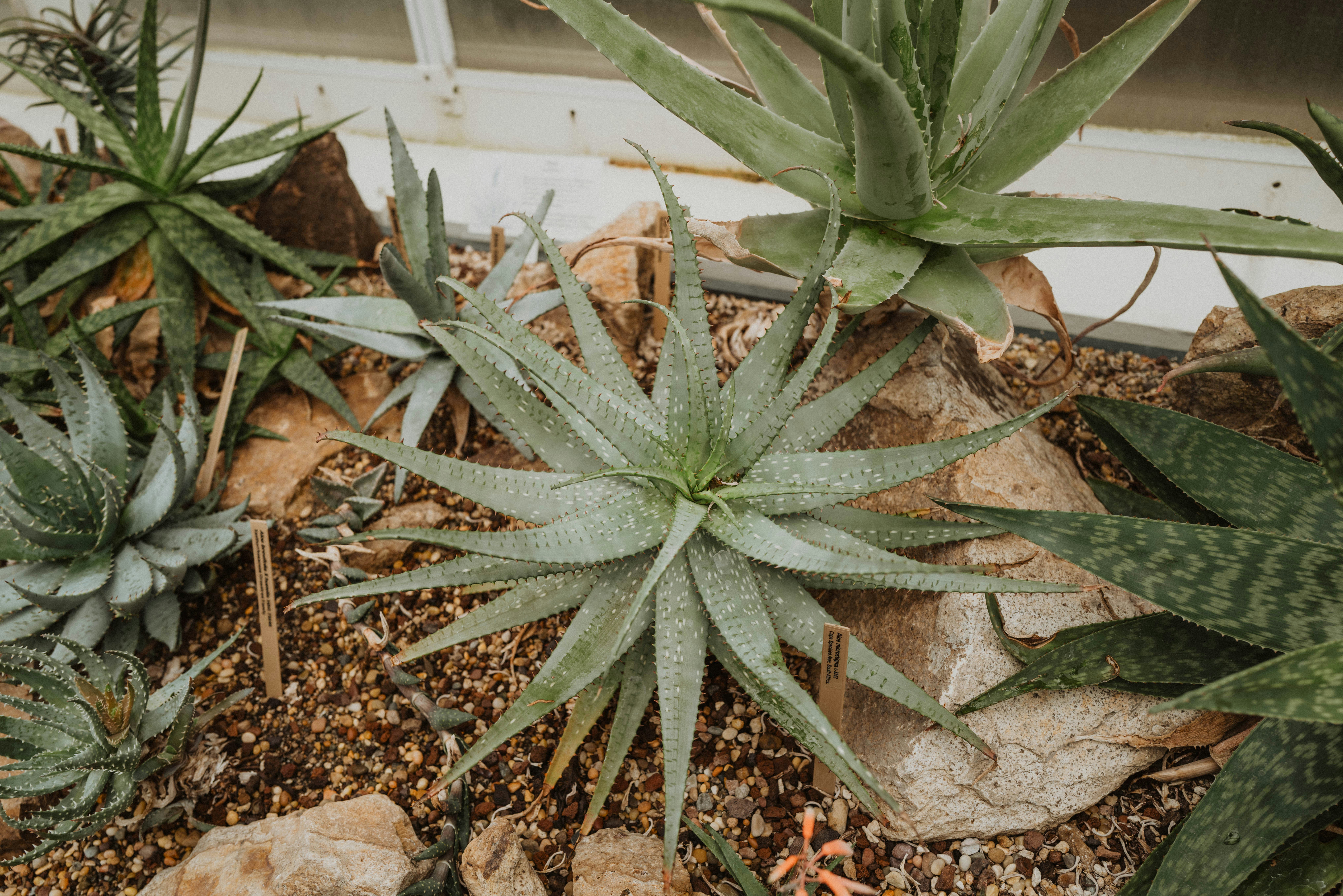 Aloe vera plants thrive in a natural garden setting.