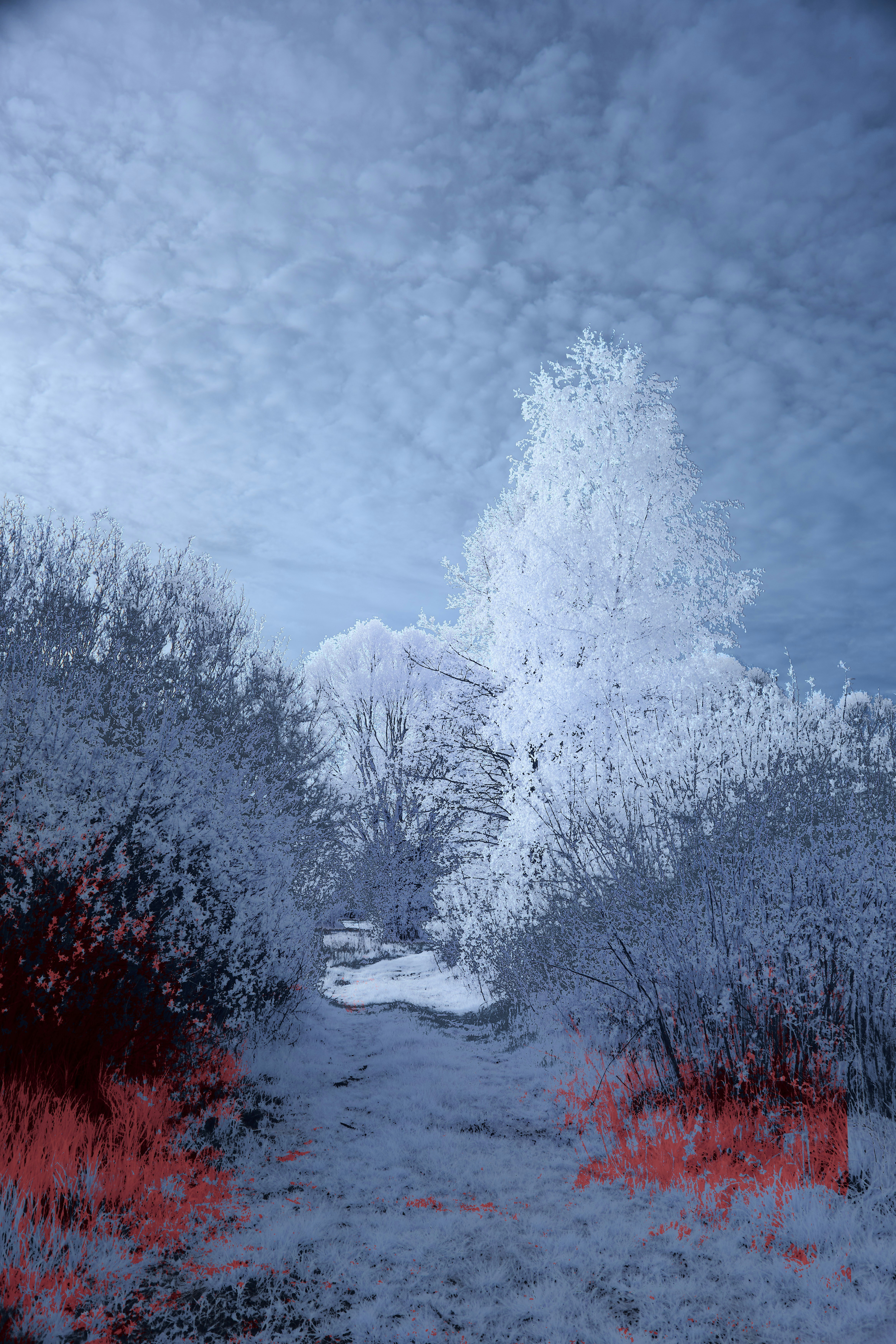 Photo by wolfgang_hasselmann