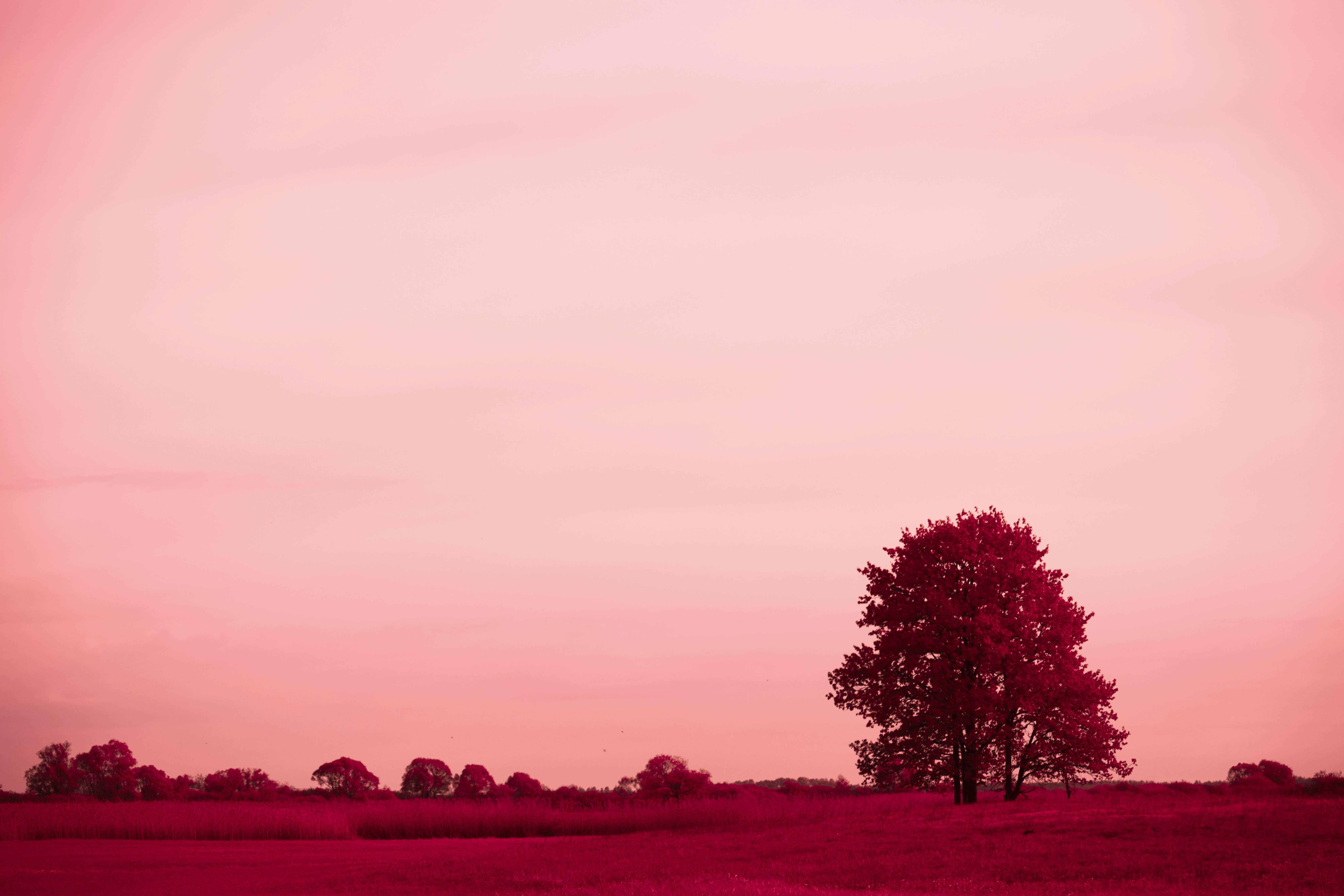 Photo by wolfgang_hasselmann