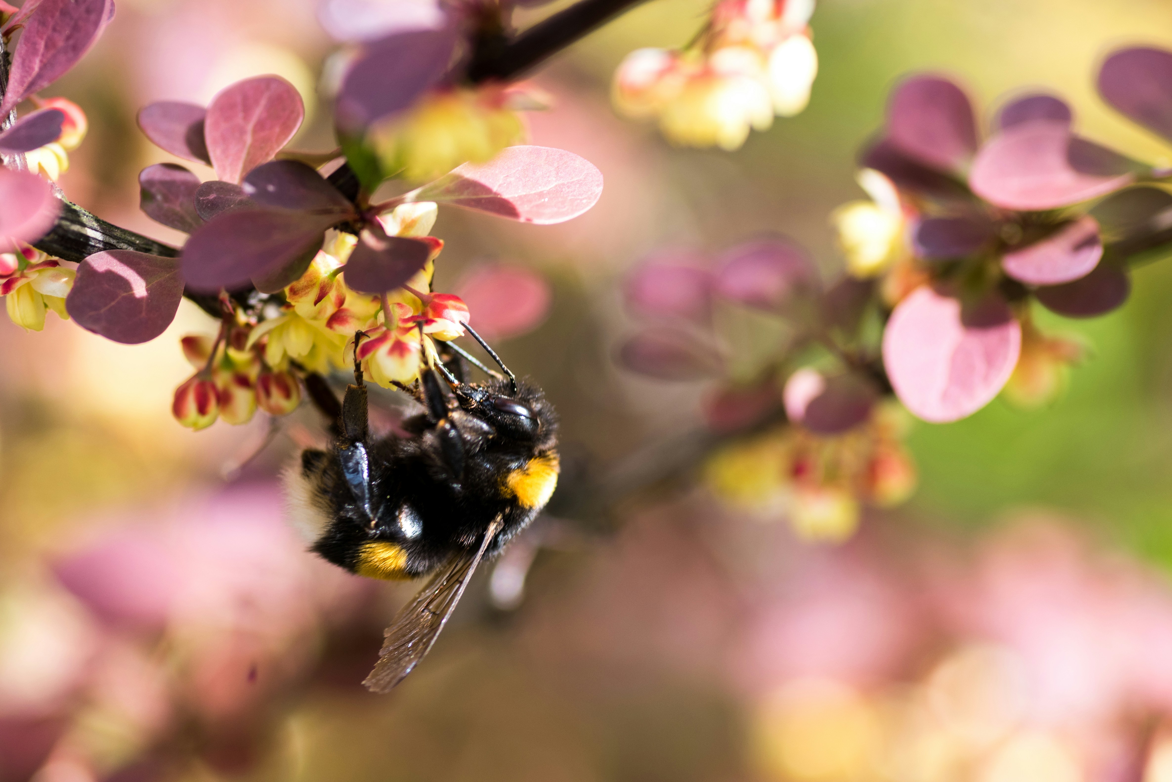 Photo by krzysztof_h