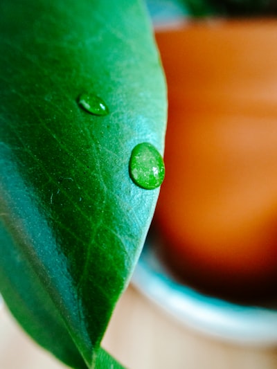 Green leaf with water droplets