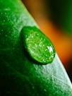 A water droplet sits on a green leaf.