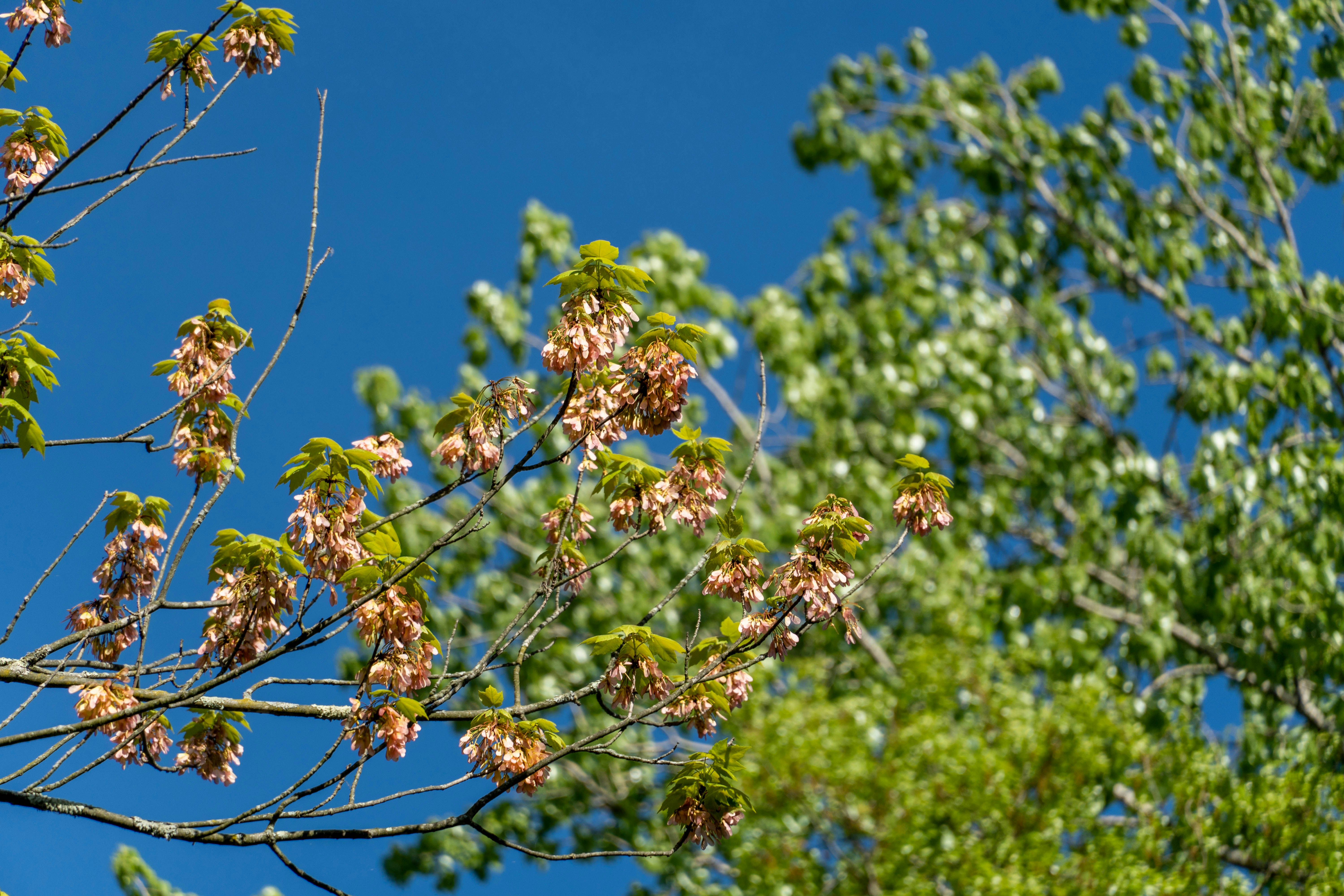 Photo by seandogjani