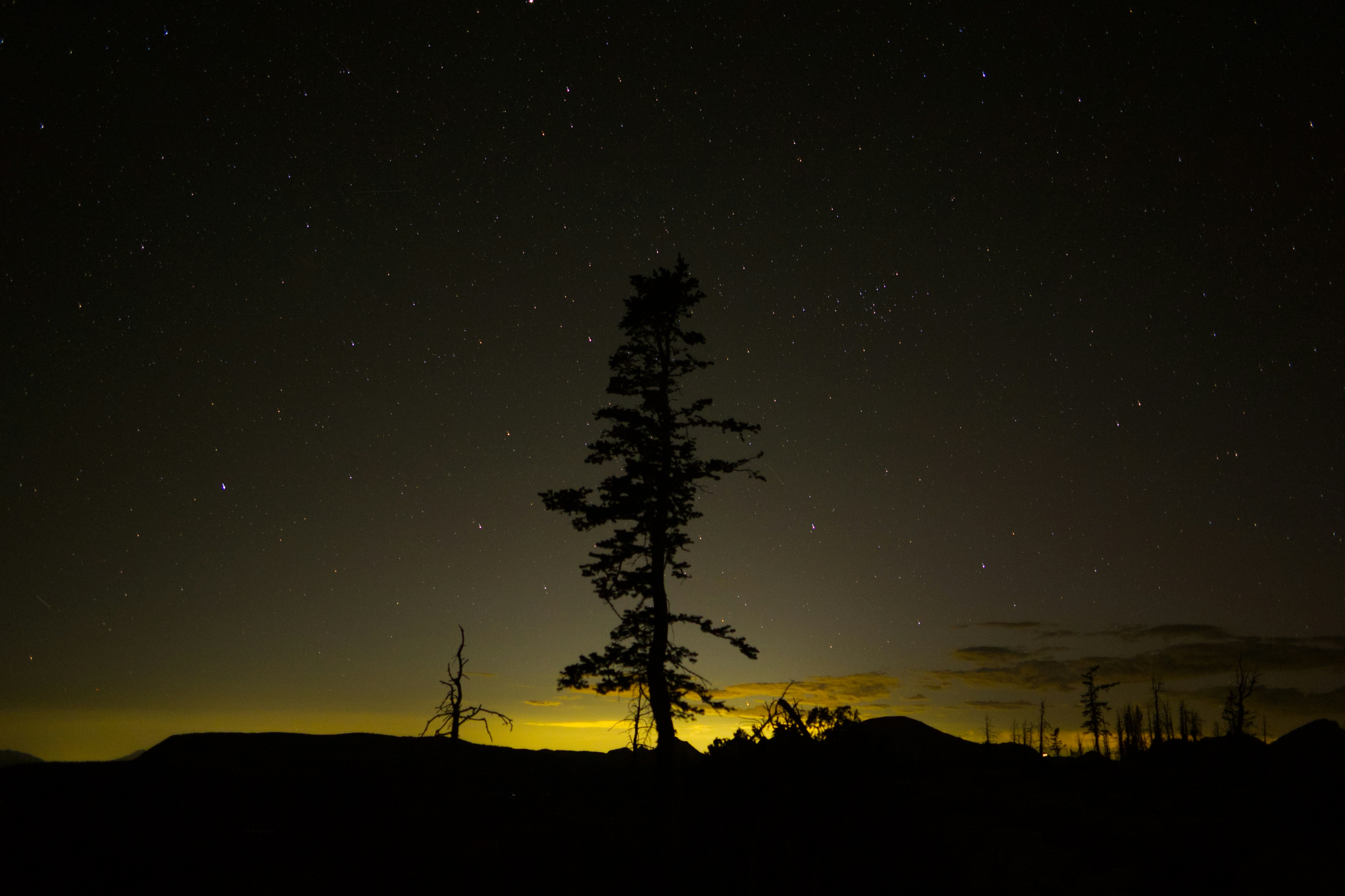 A silhouette of a tree under a starry sky.