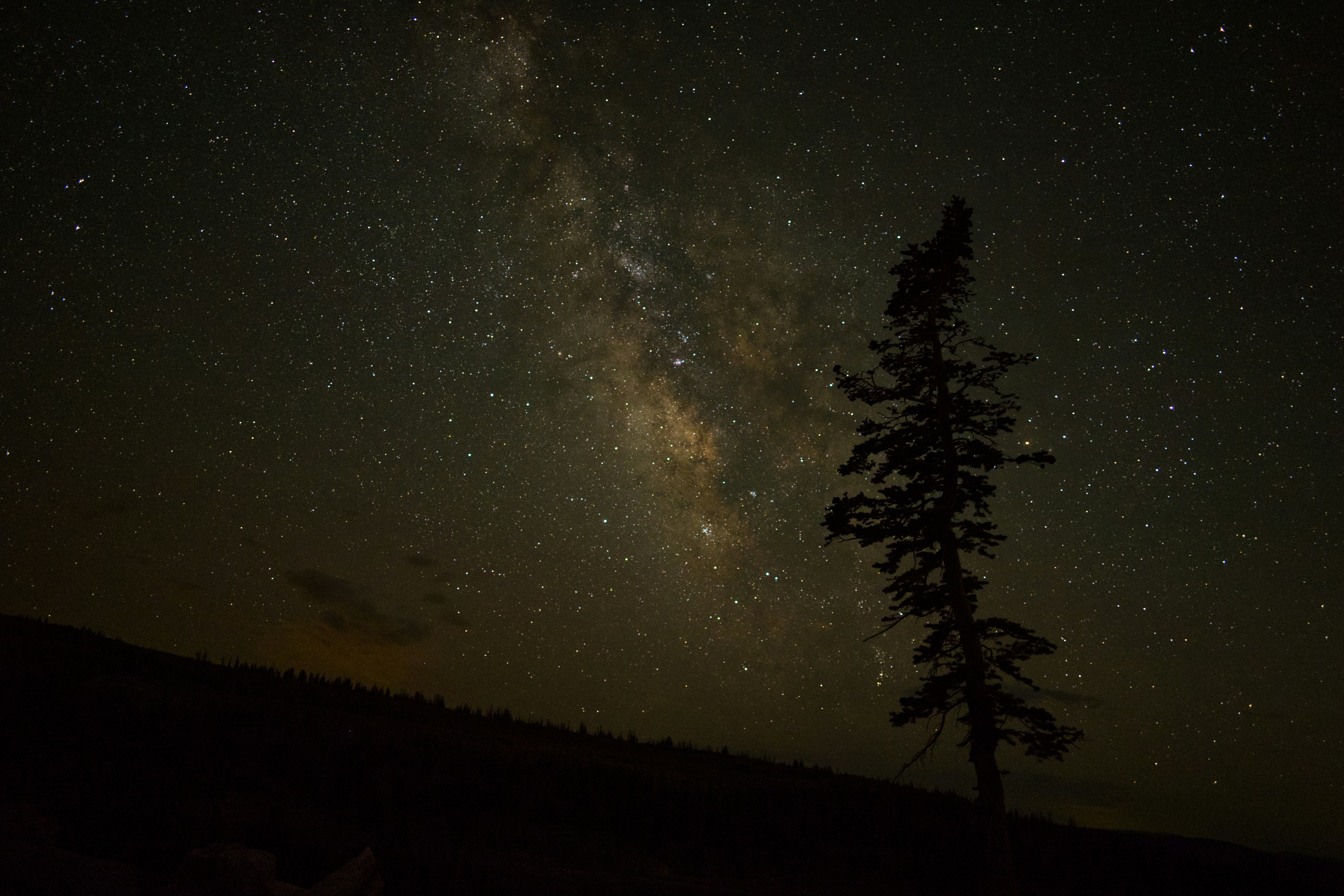 The milky way shines behind a lone tree.
