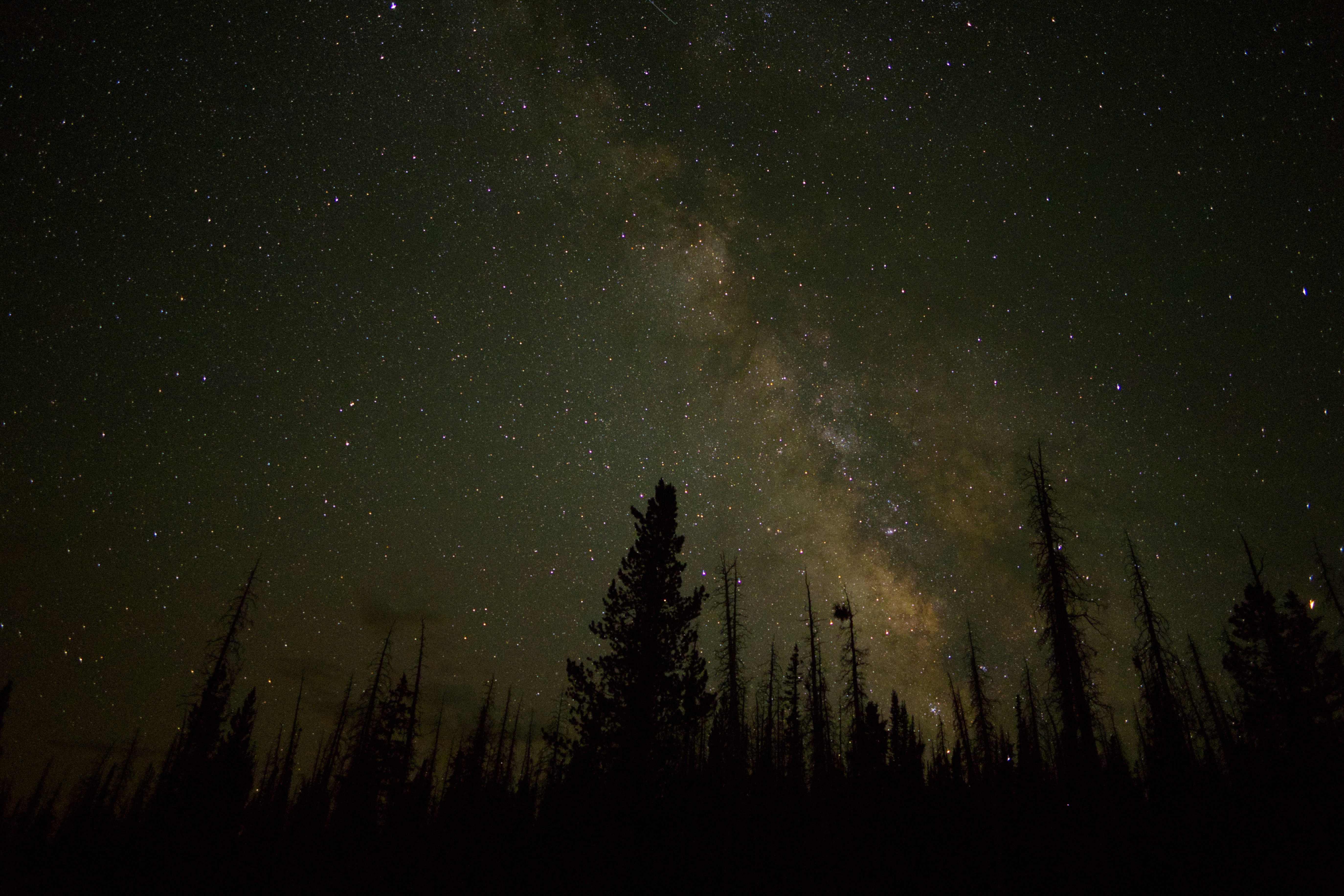 Milky way galaxy shines over trees at night.
