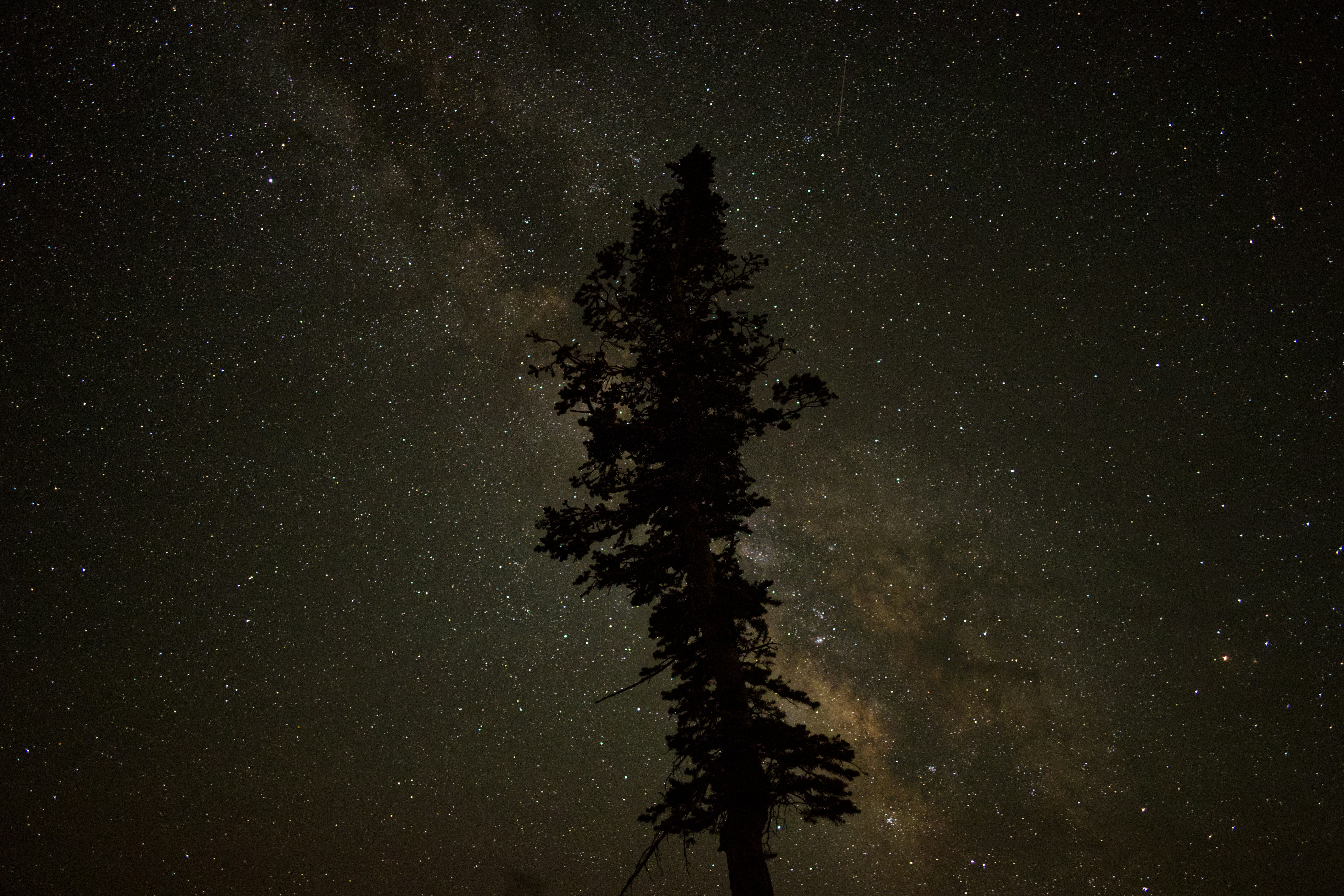 A tree silhouetted against the milky way.