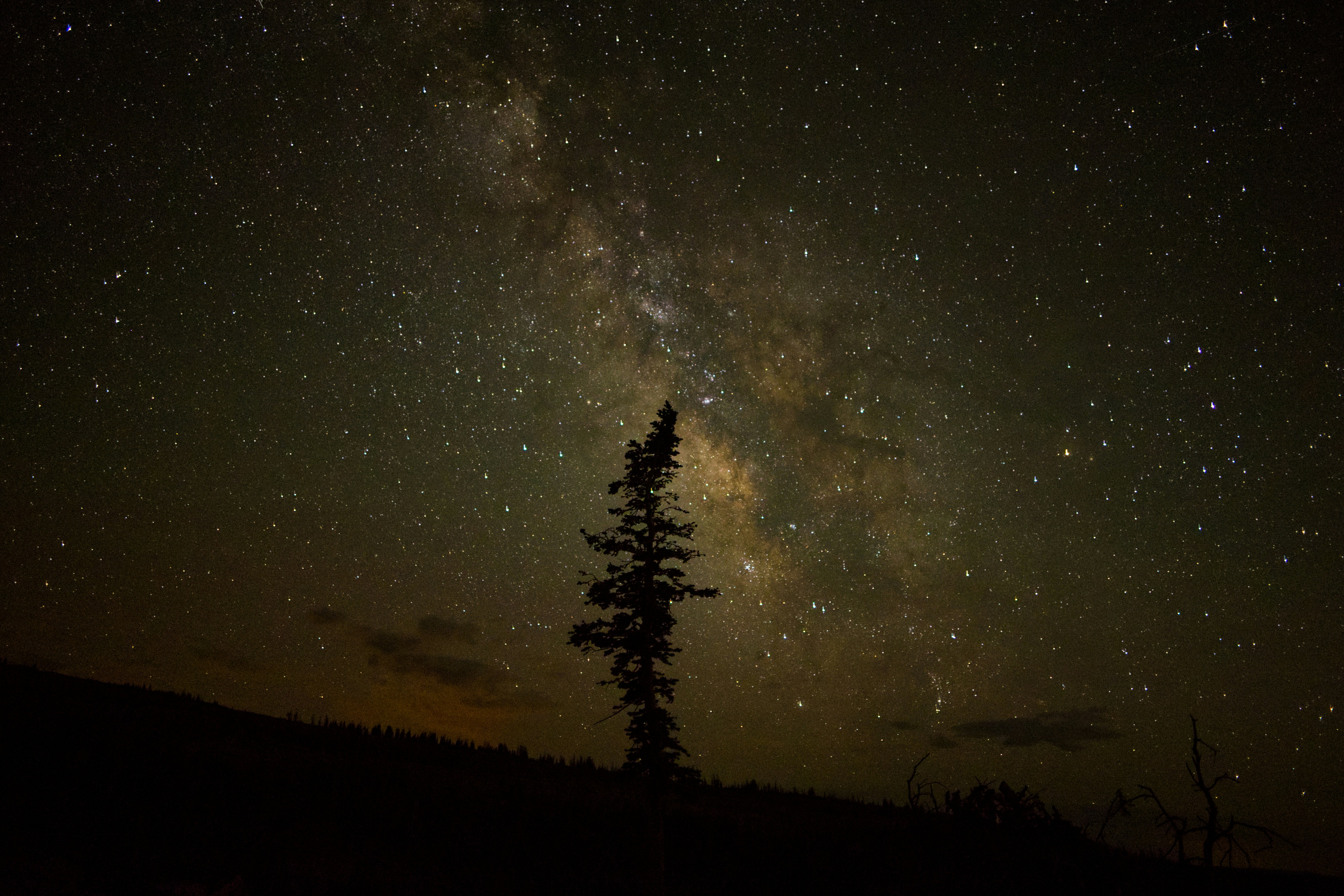 A tree silhouetted against a starry sky.