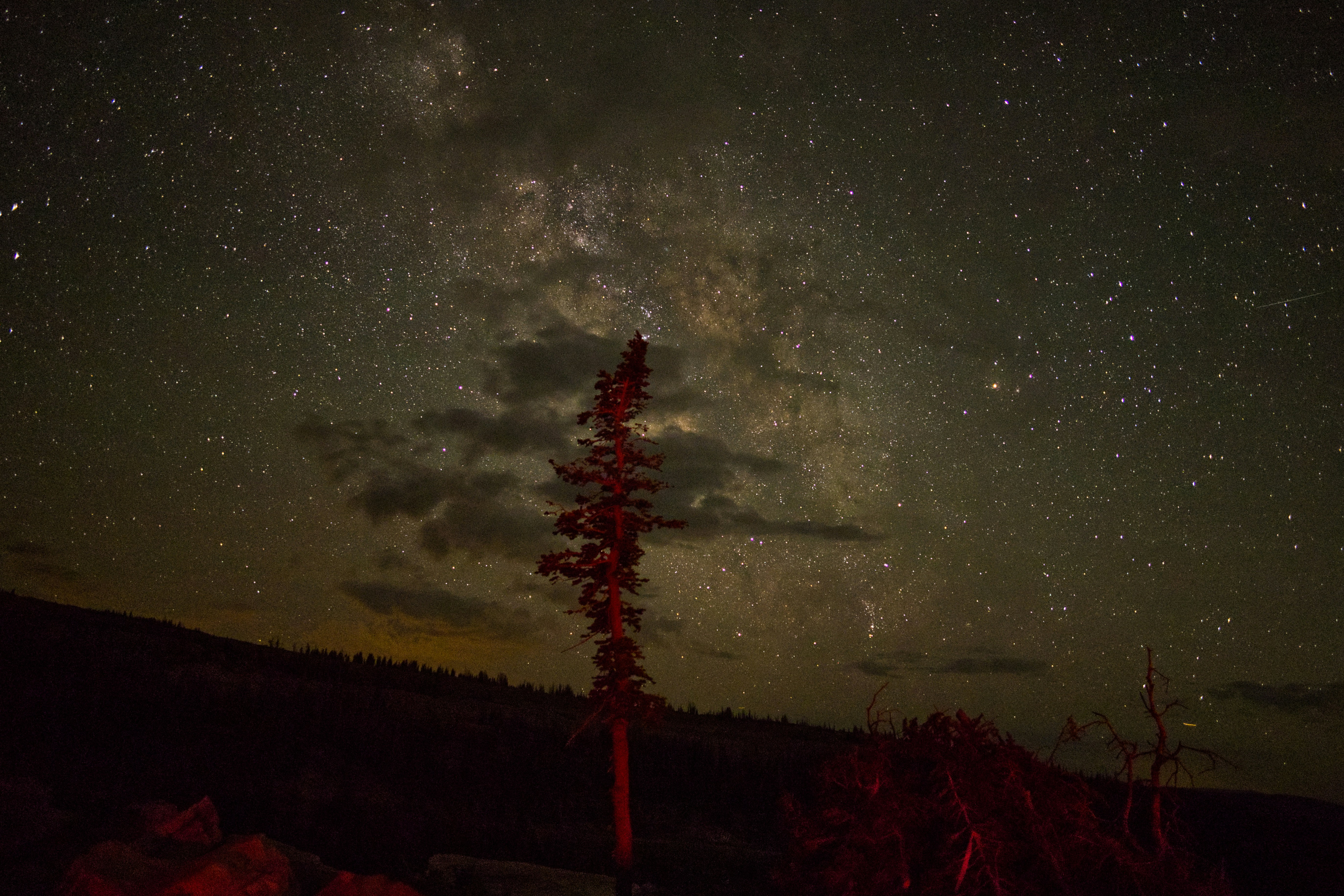 The milky way shines above a tall tree.