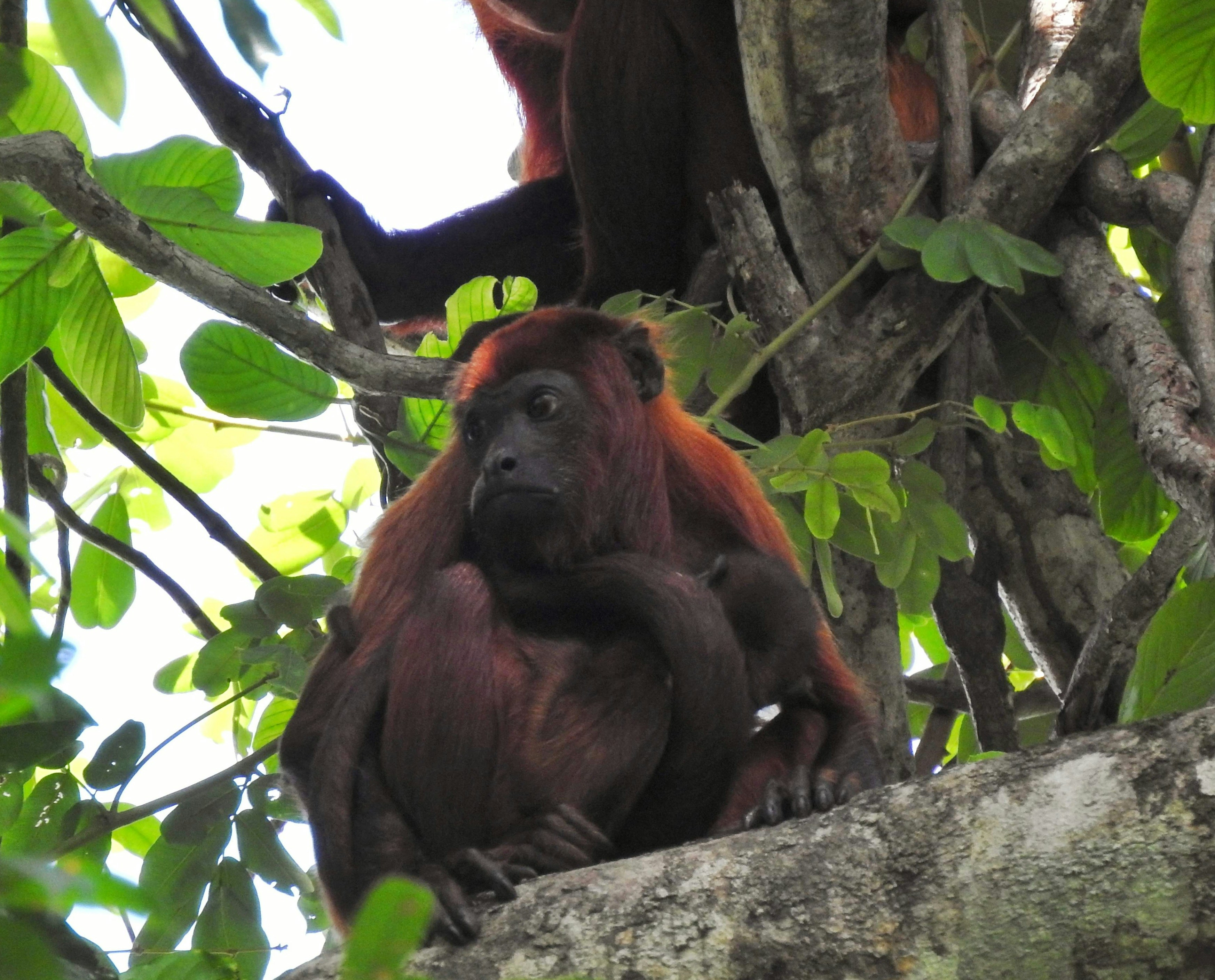 Chexiya jinsiy aloqa uchun video