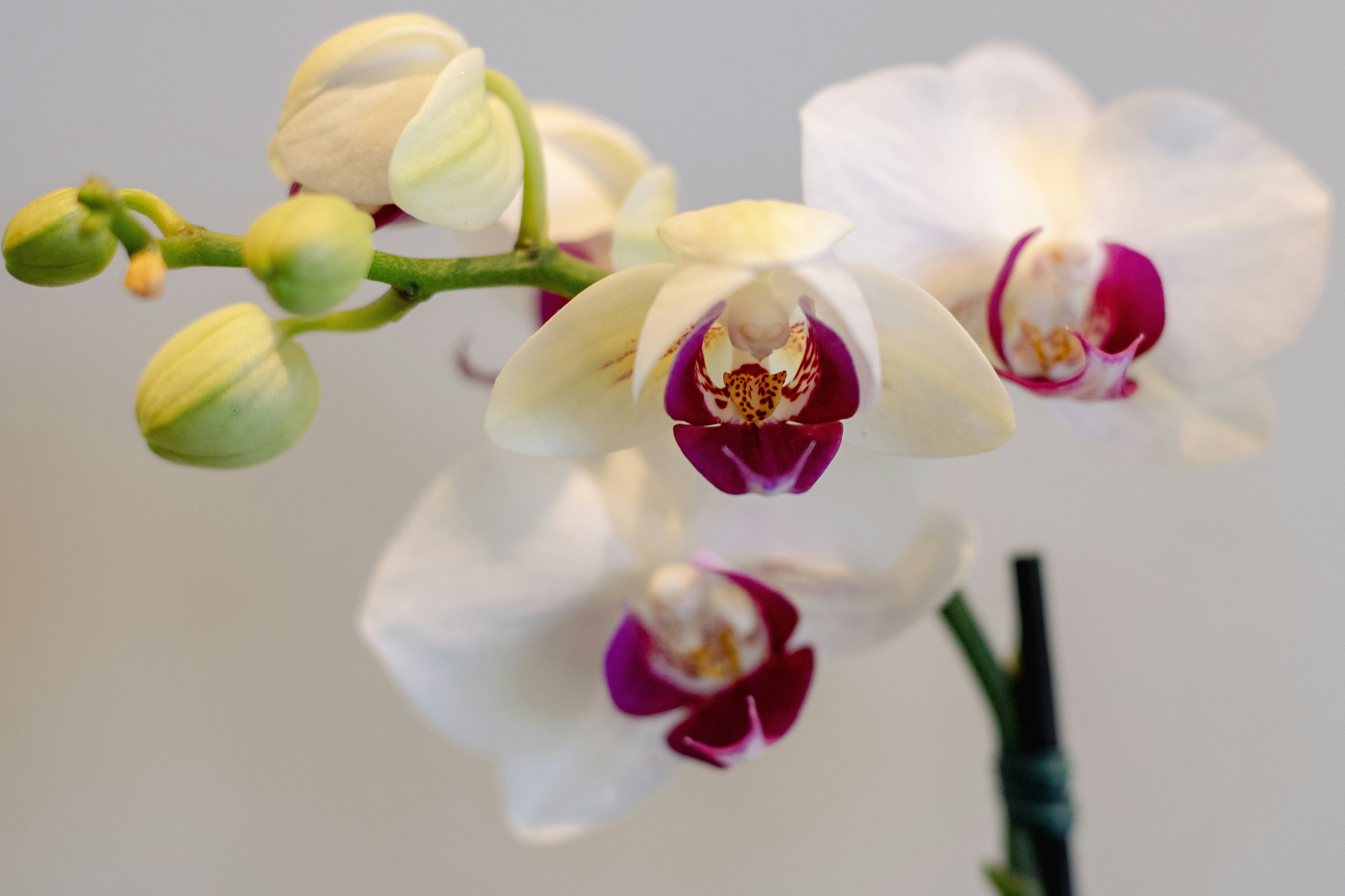 Photo by lerossiphotos