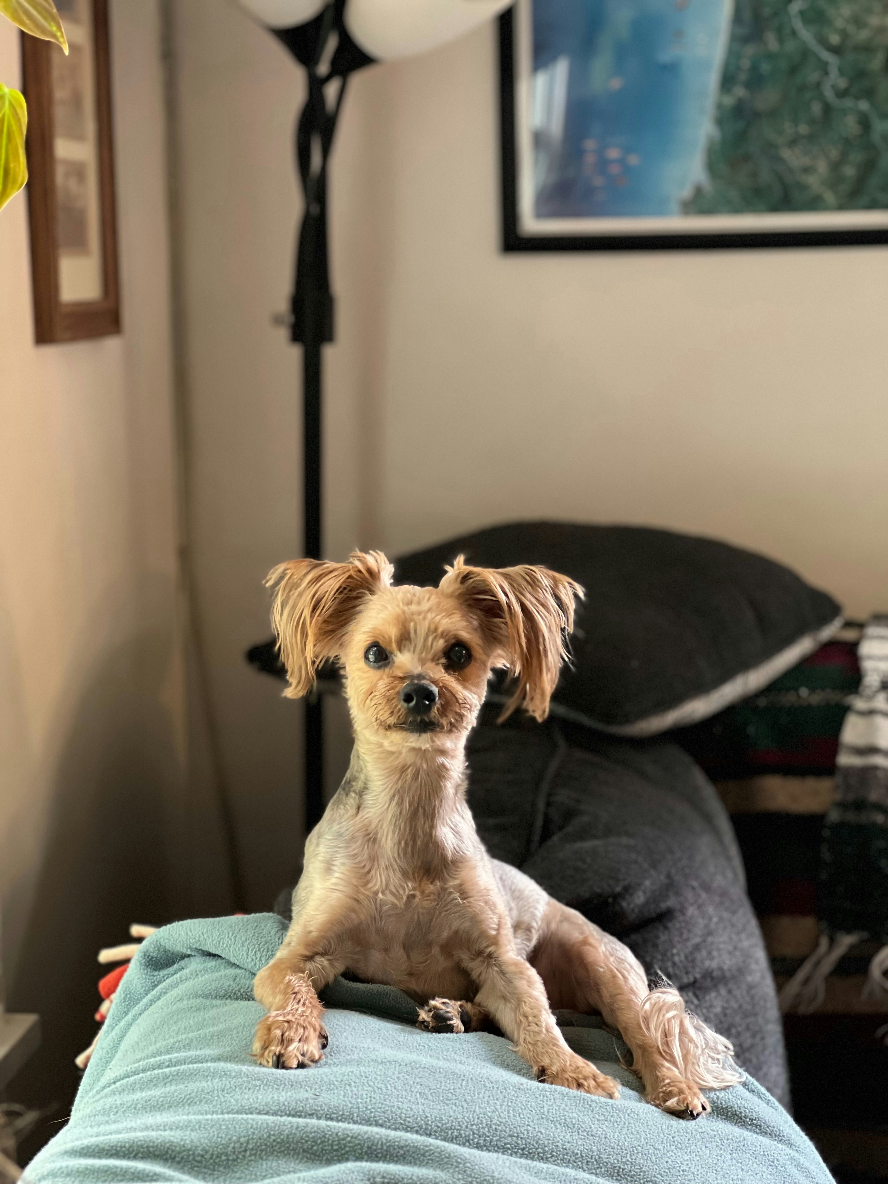 Griffes d'Or (Meximieux) — Meximieux