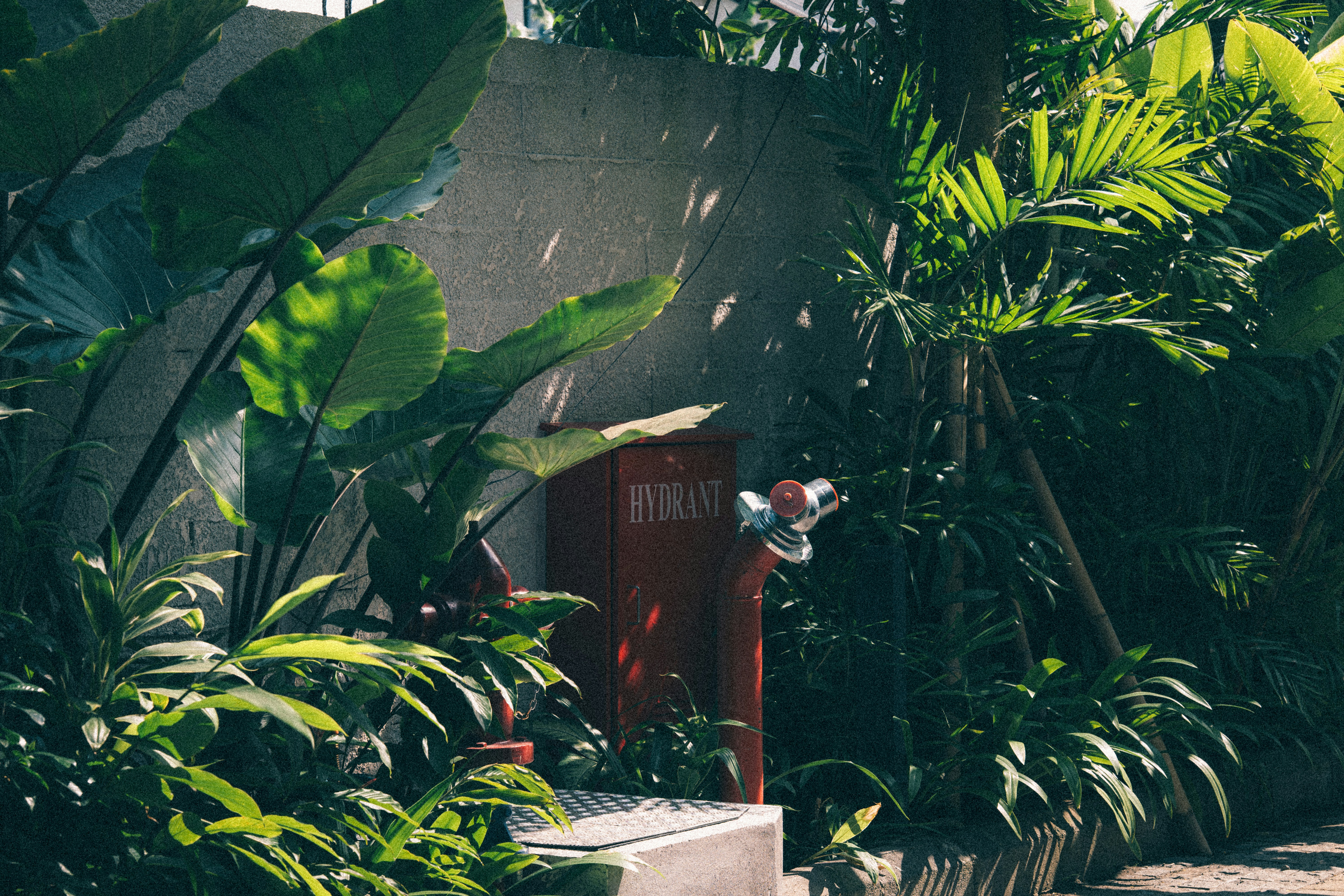 Red fire hydrant nestled amidst lush greenery.