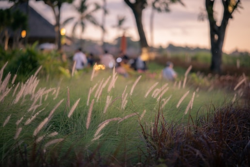 Grasses sway in the foreground, with people in the background.