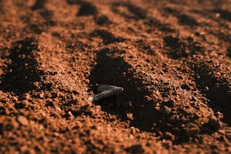 Tilled soil with a small rock.