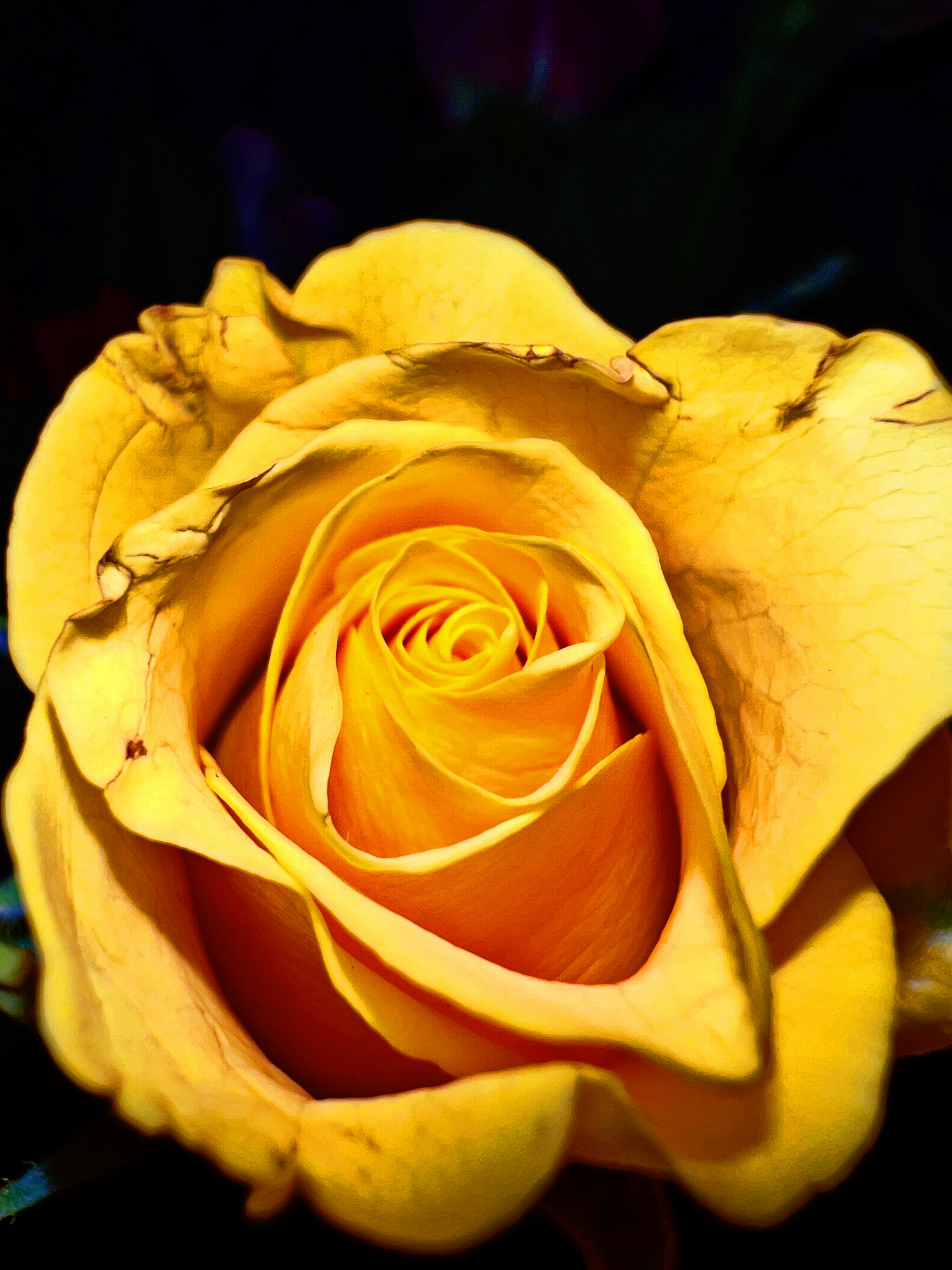 Photo by shaimaaasami