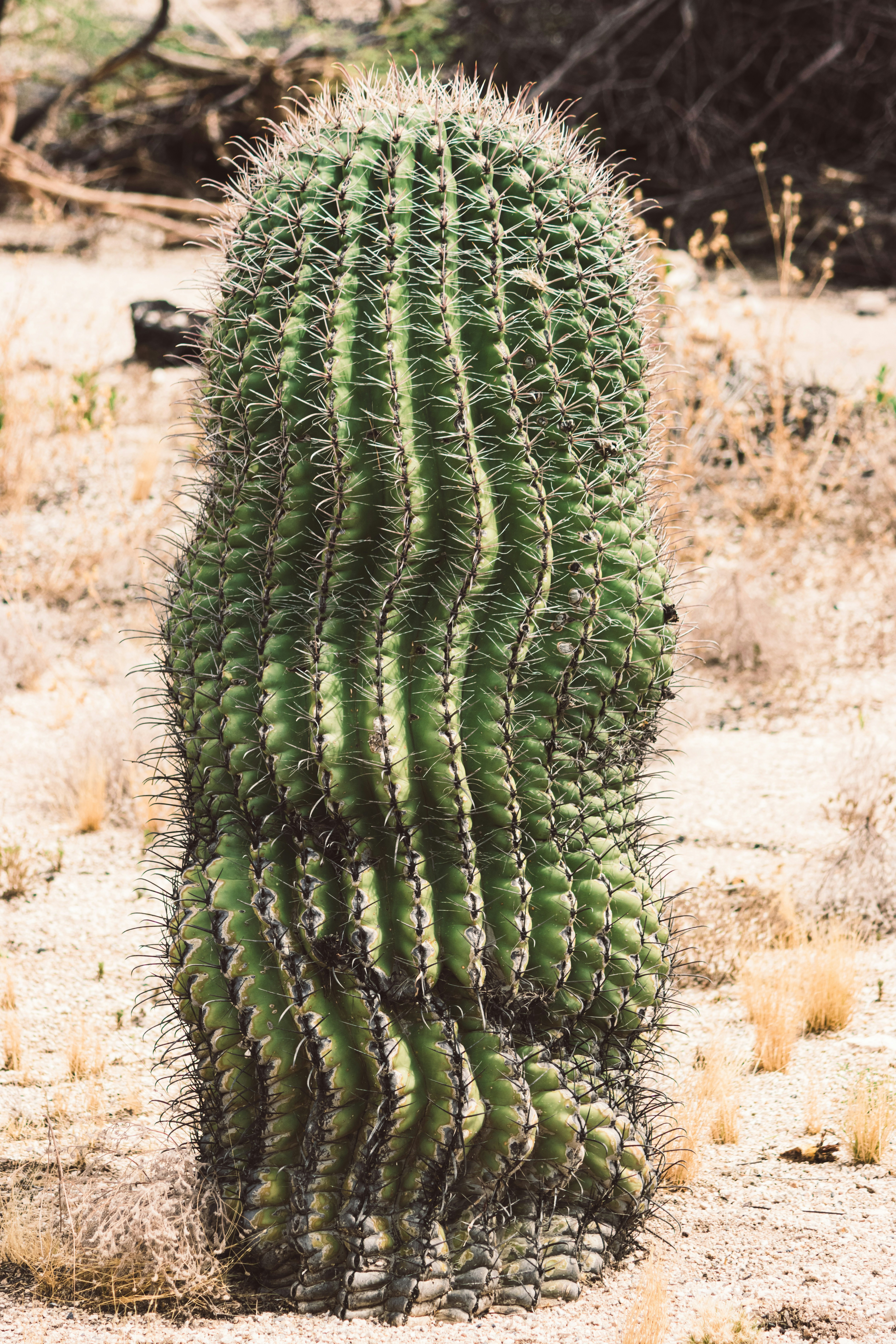Ein großer Kaktus ragt hoch in die Wüste.