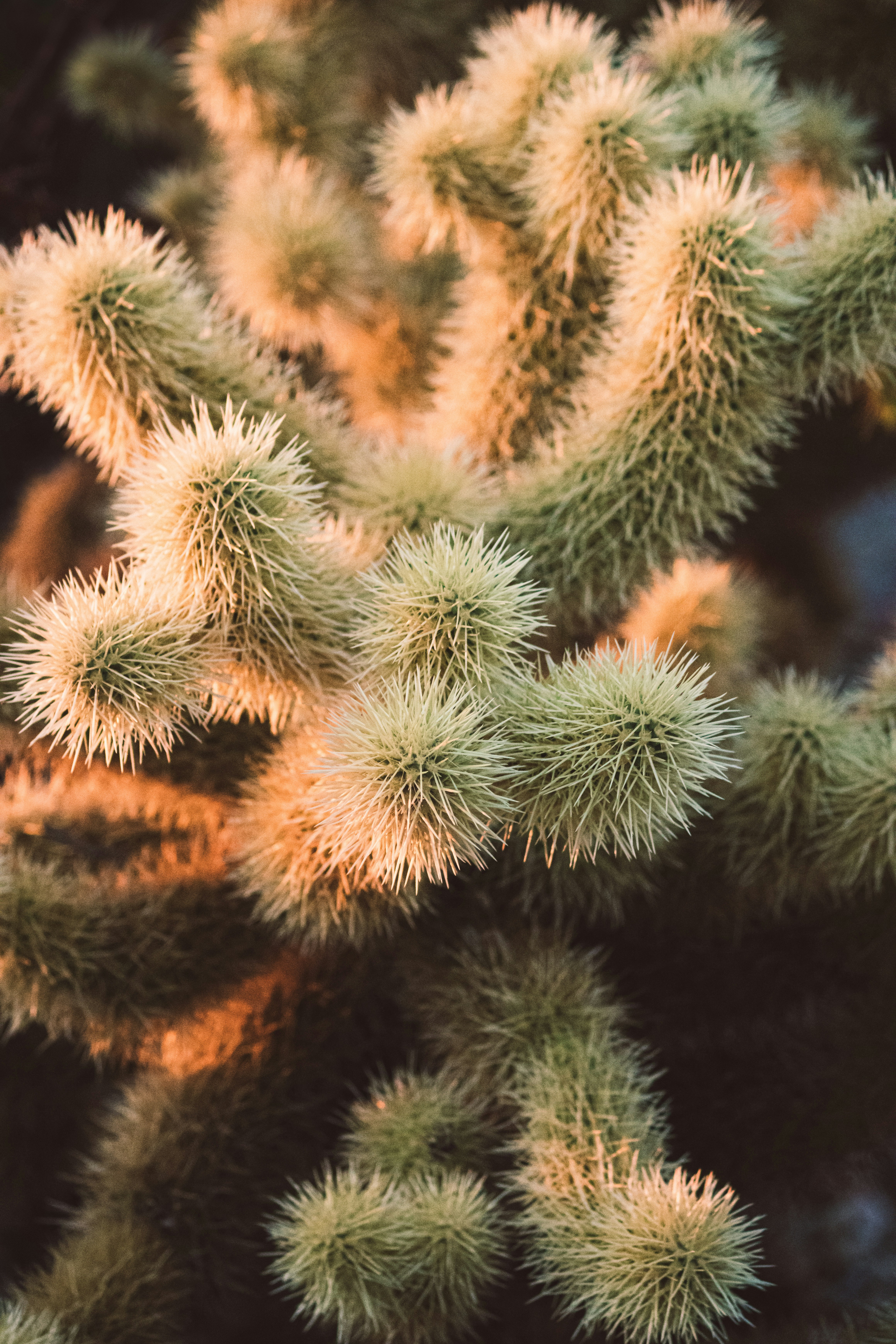 Nahaufnahme eines stacheligen Cholla-Kaktus.