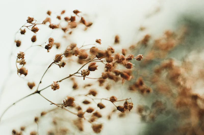 Dried plant with blurry, soft background.