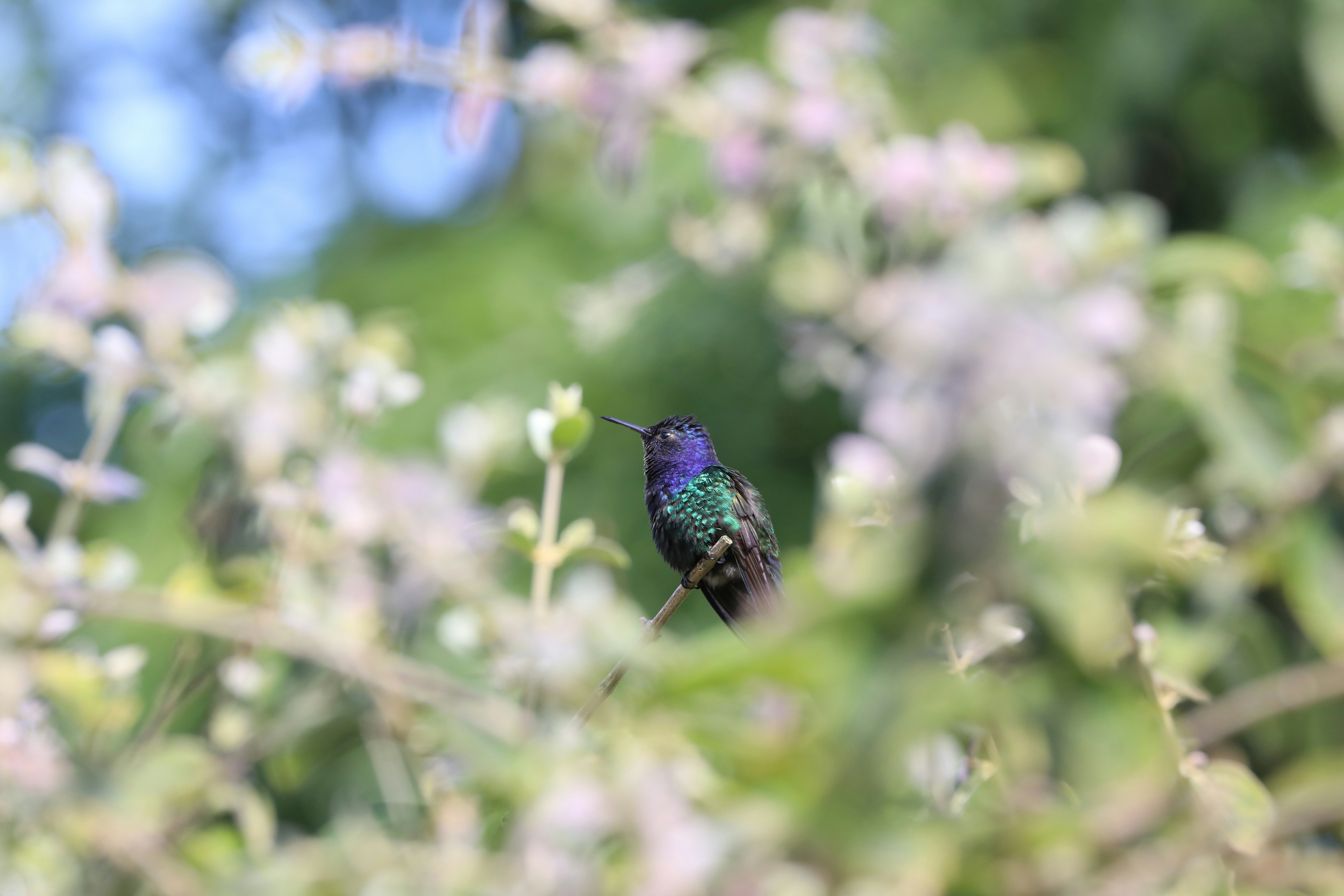A hummingbird sits among green and white flowers.