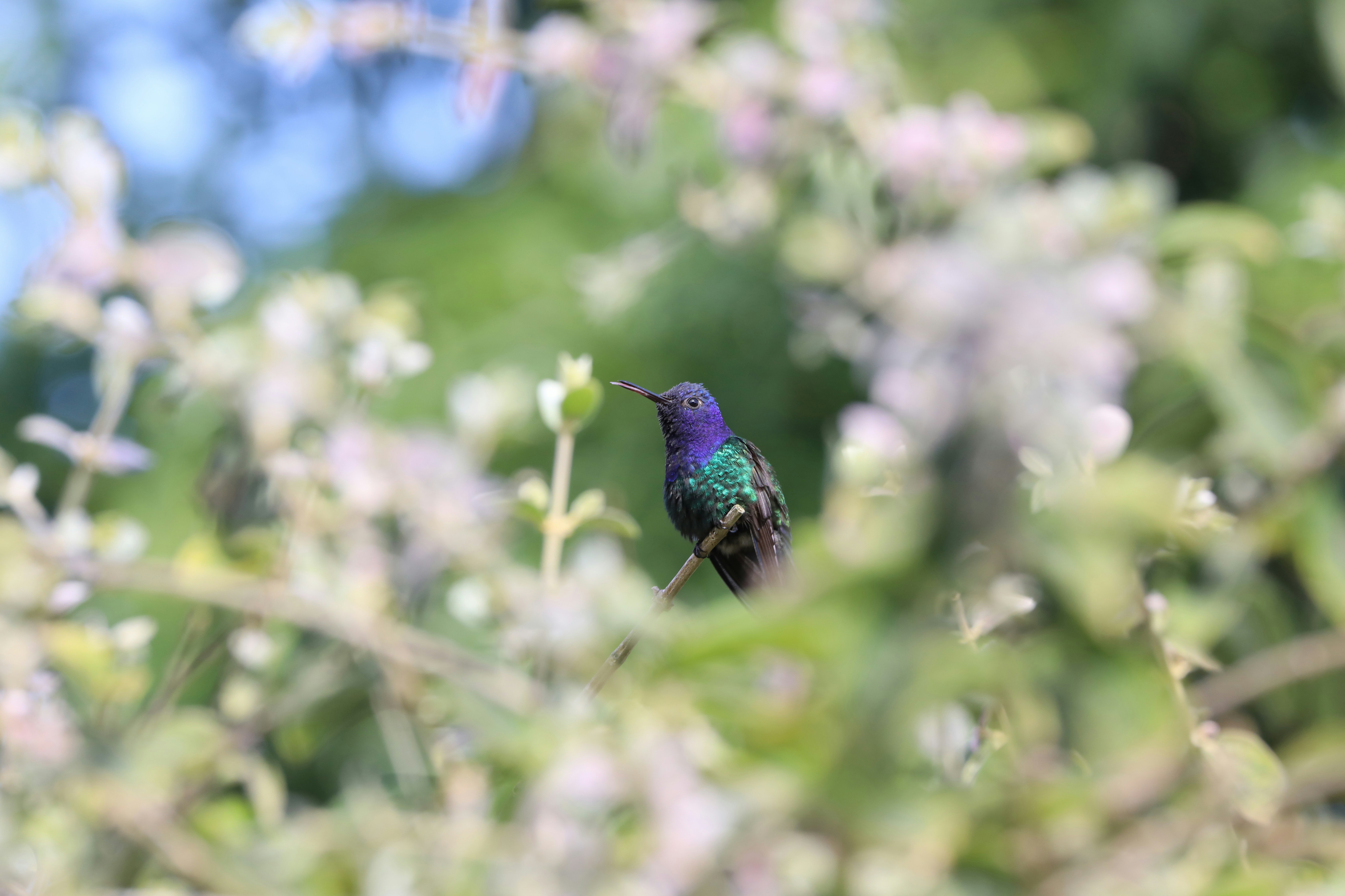 A hummingbird perches among delicate foliage.