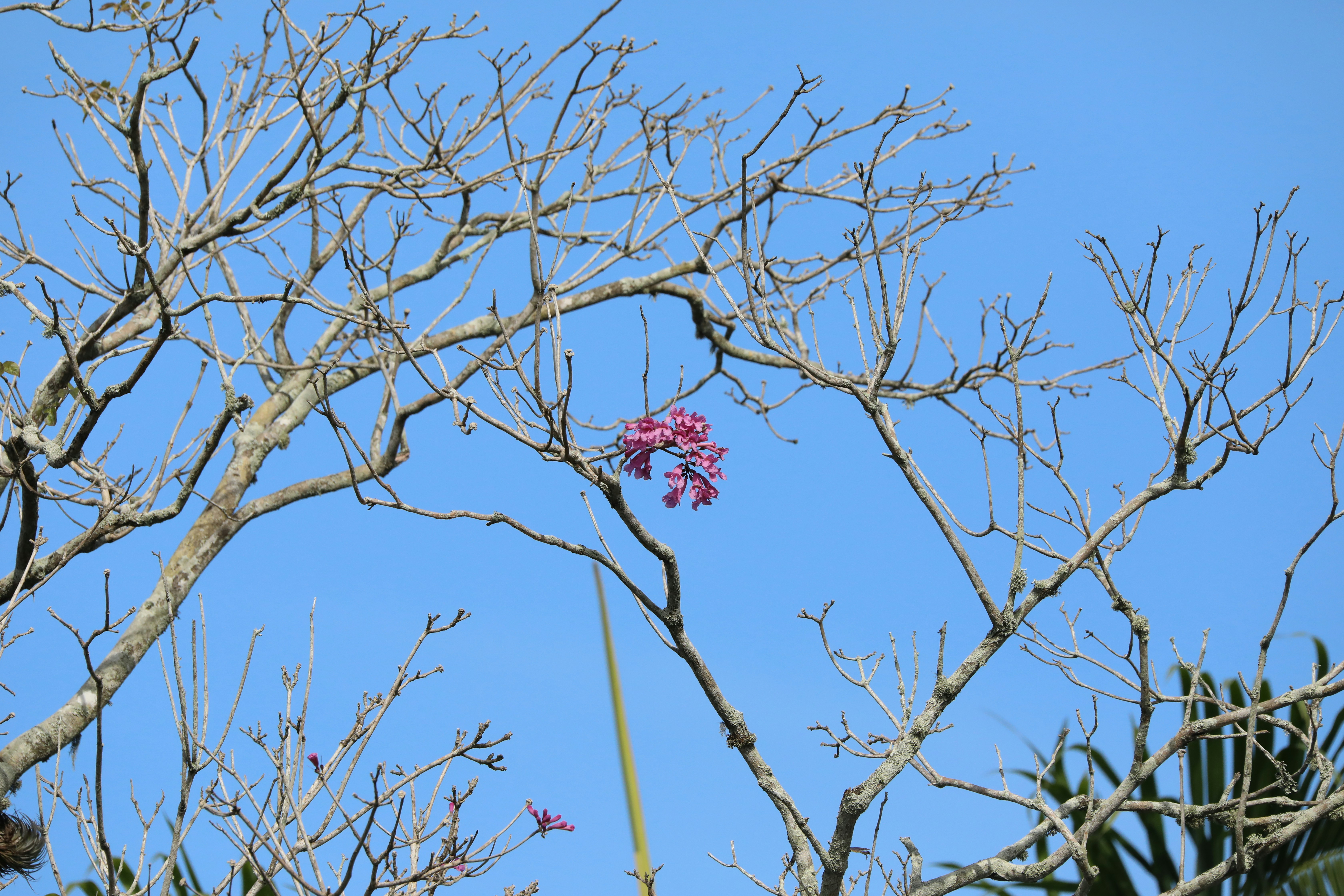 Bare tree branches against a clear blue sky.