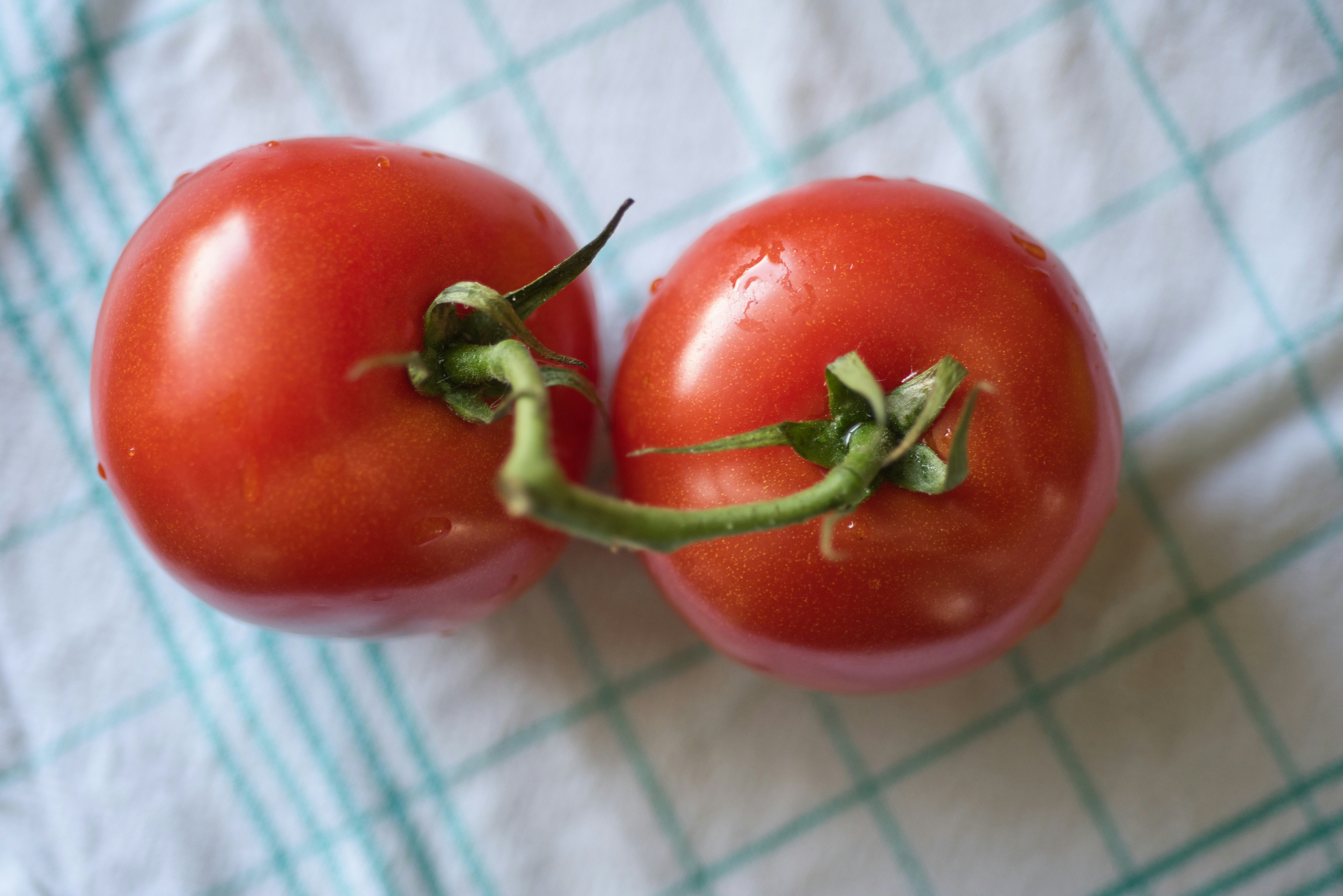Fresh tomatoes resting on a soft kitchen towel. Organic tomatoes captured on a textured dish towel