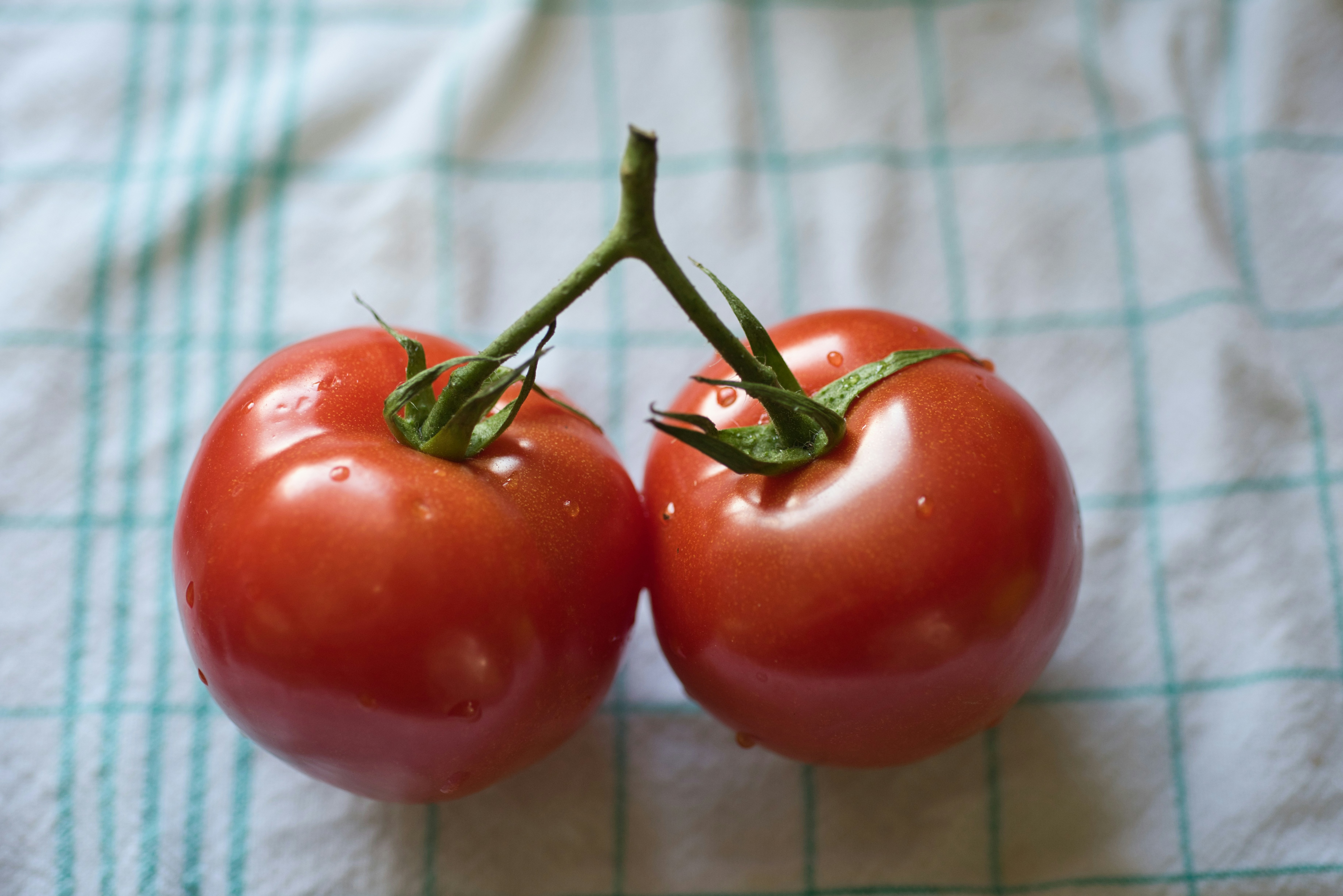 Two red tomatoes sit attached on a stem.