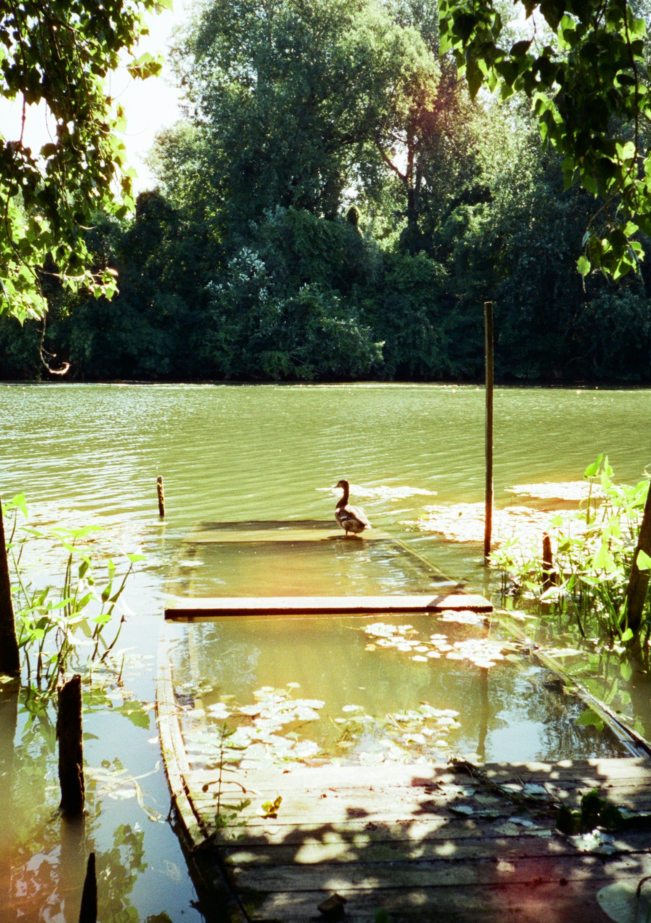 A goose rests on a flooded dock in nature