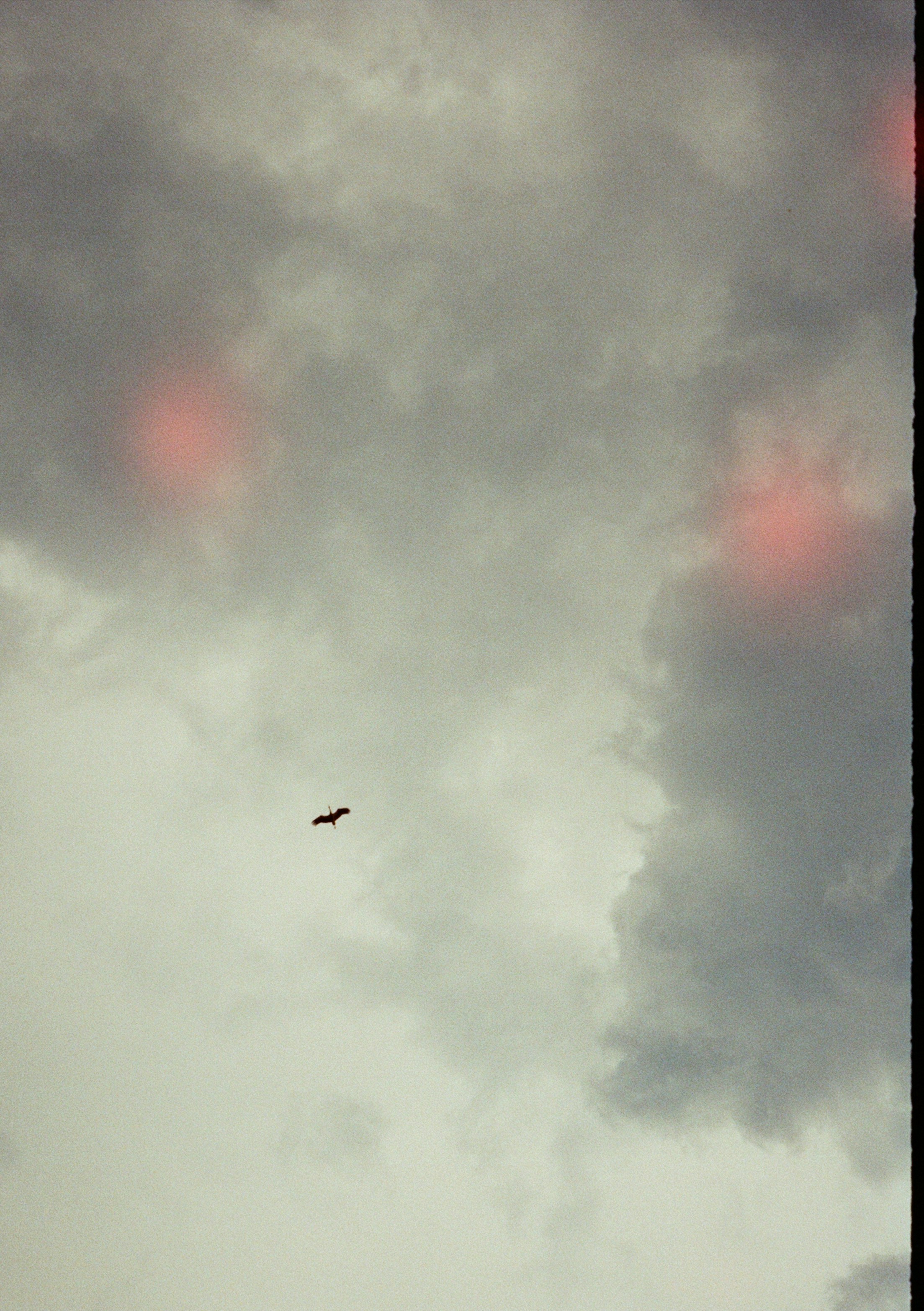 A bird flies against a cloudy sky