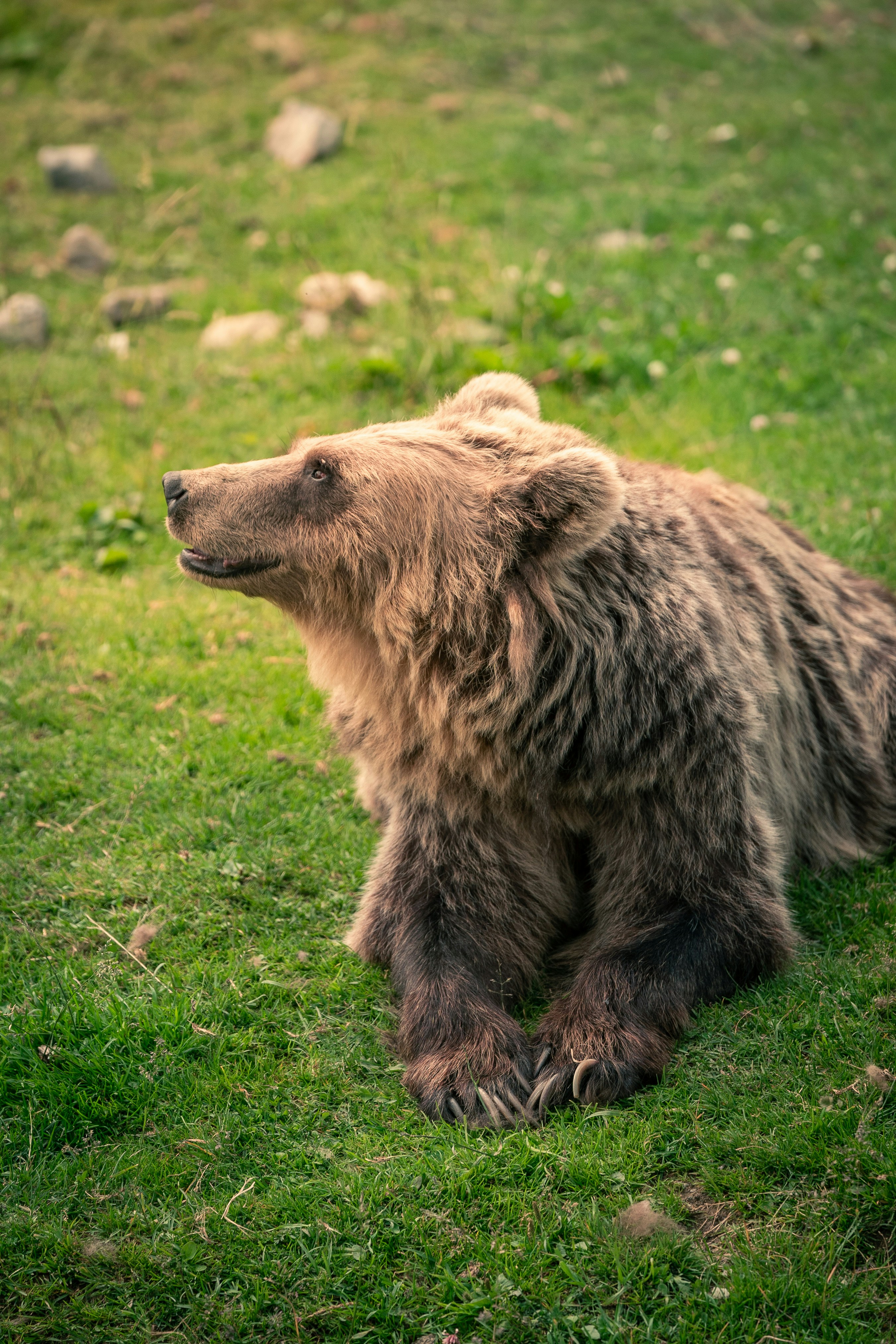 A brown bear rests on green grass.