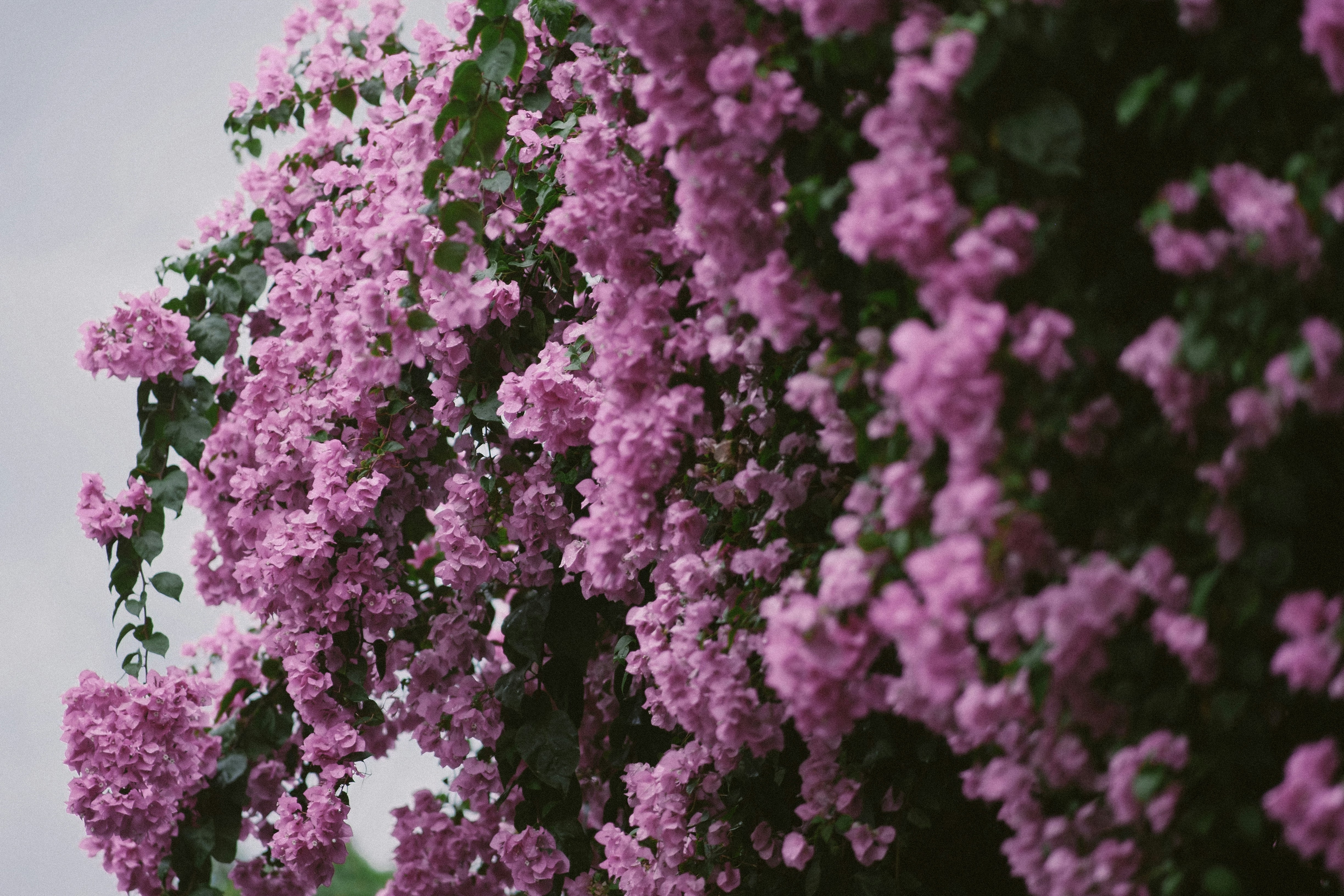 Photo by hoianphotographer