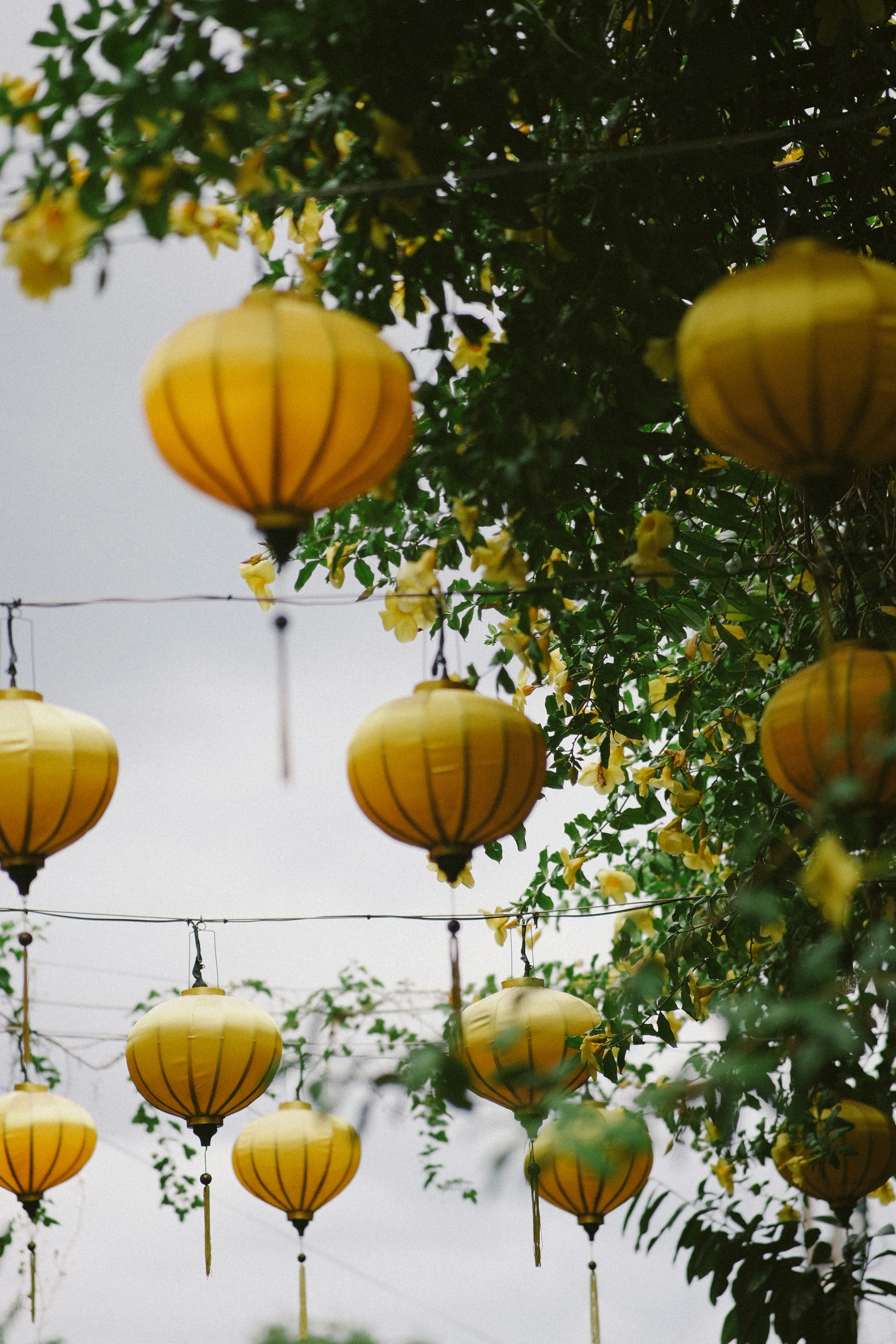 Photo by hoianphotographer