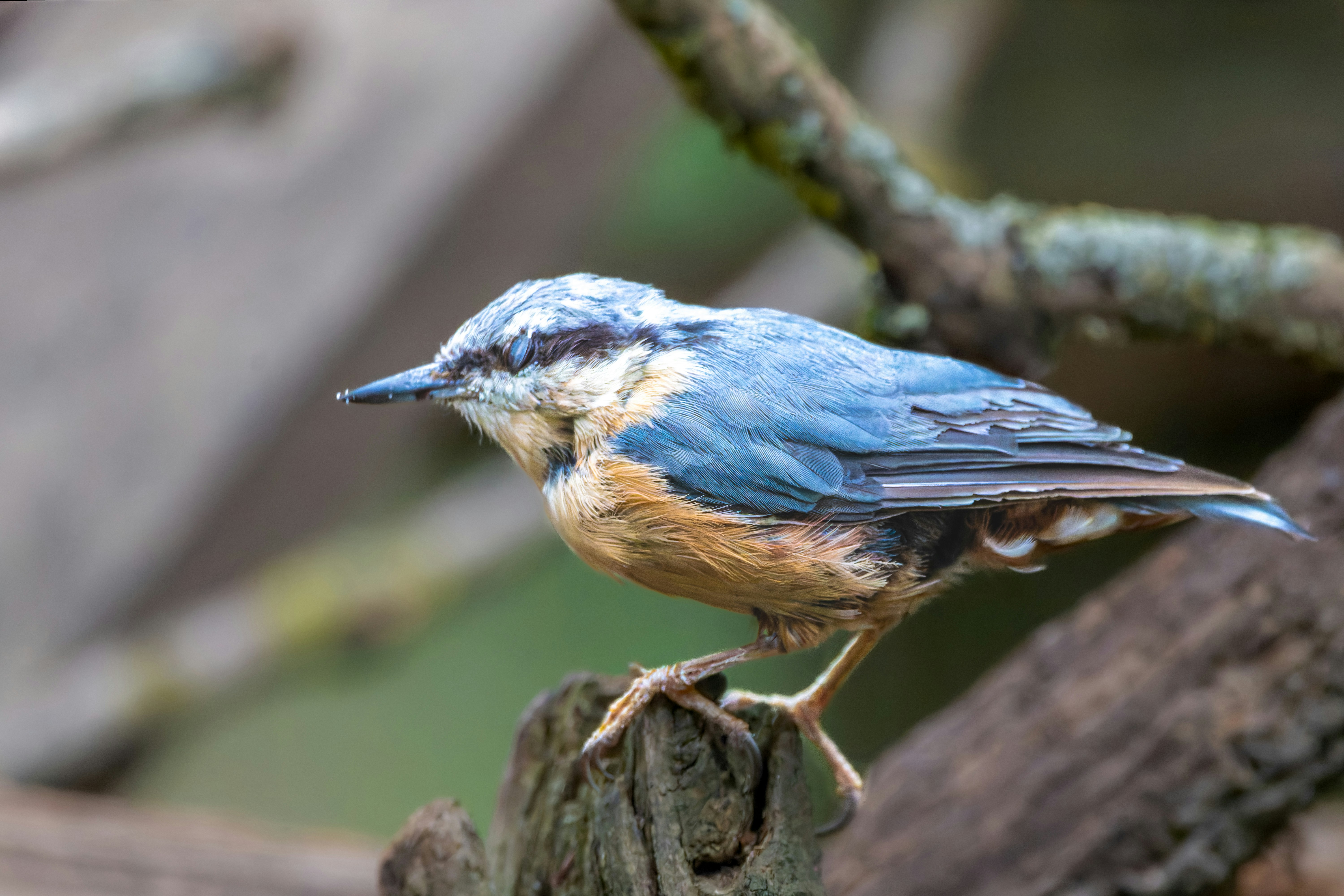 Photo by siegfriedpoepperl