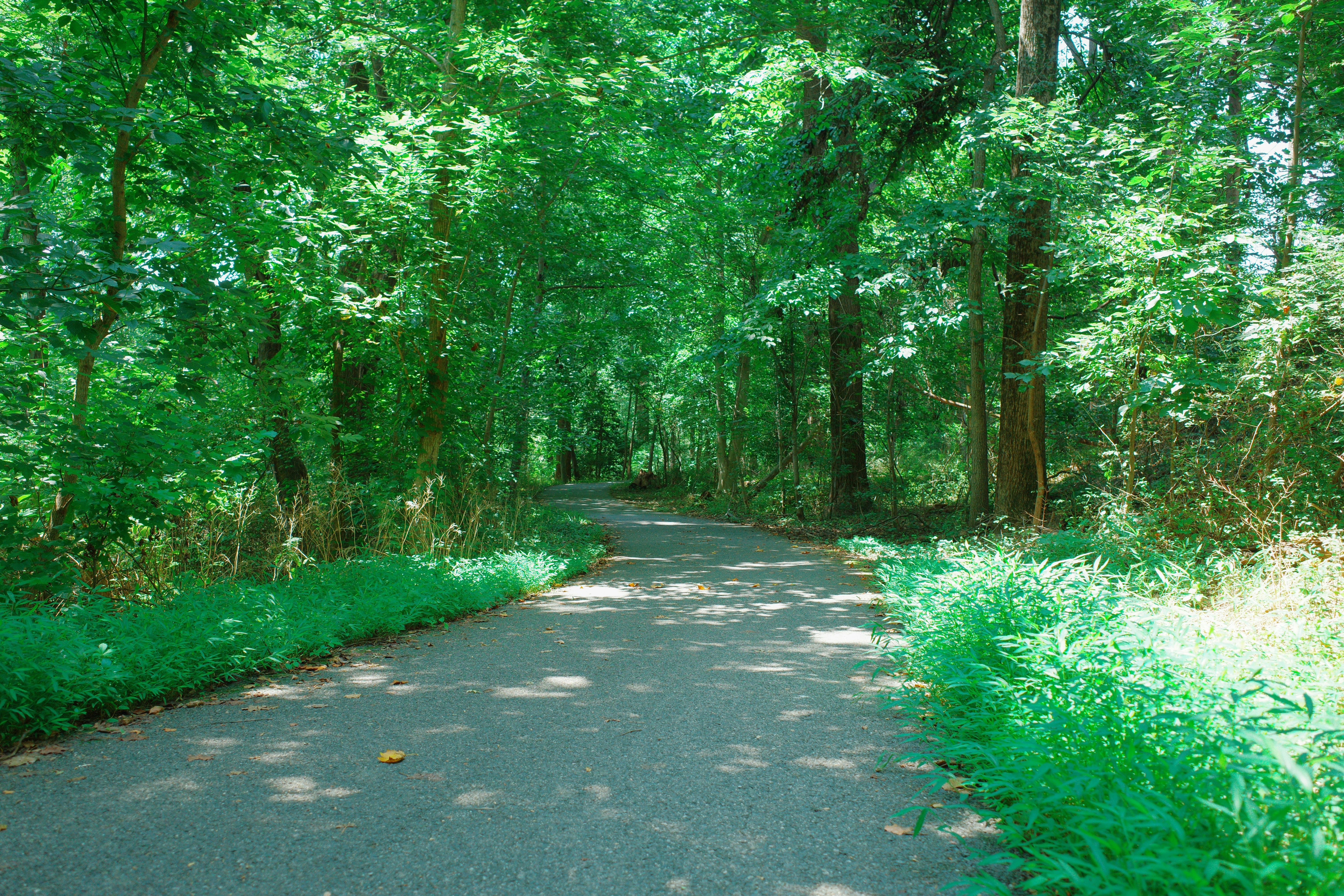 Summer woods with vibrant green leaves on a trail