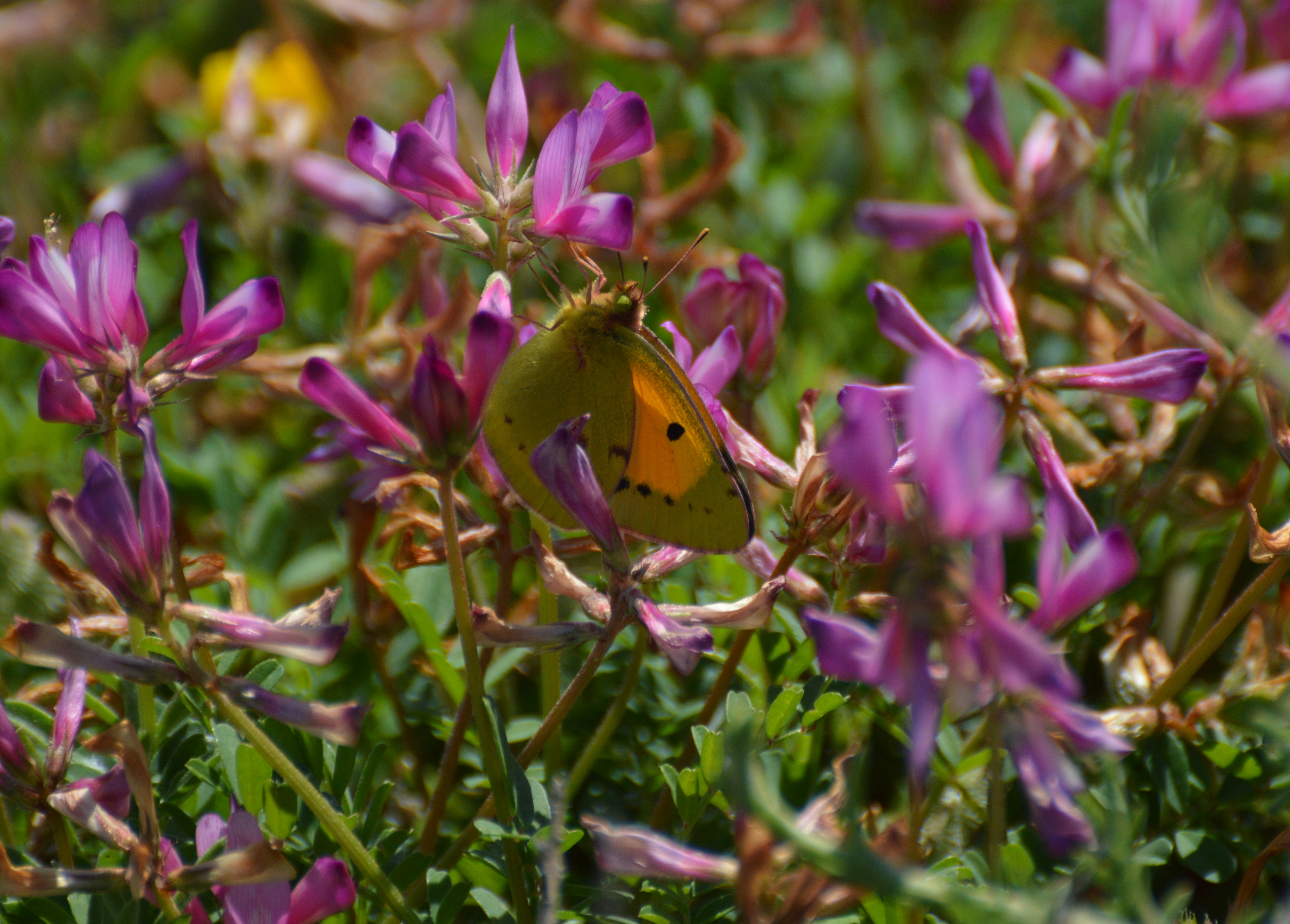 A butterfly rests on purple flowers