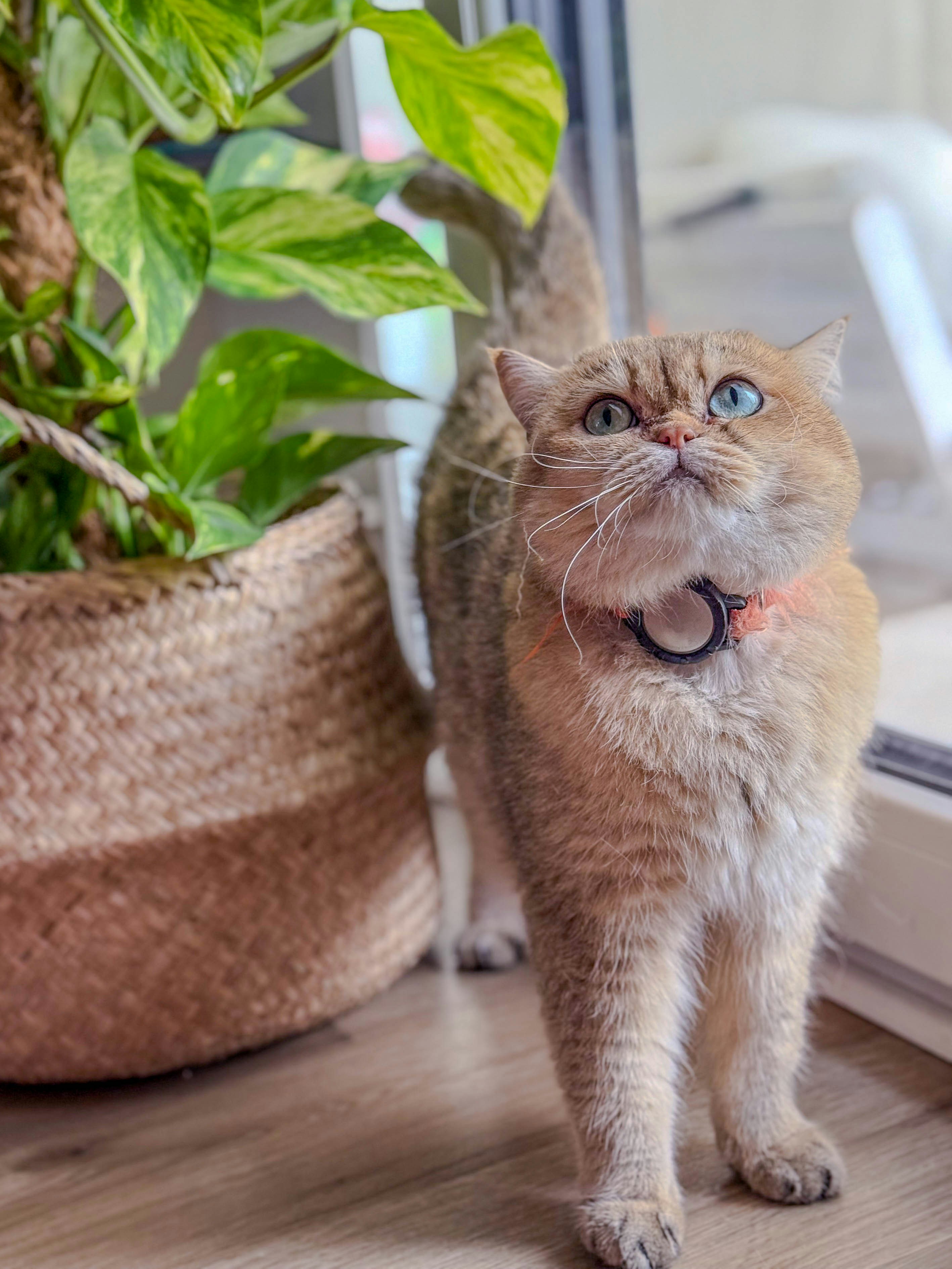 A golden cat gazes upward near a plant