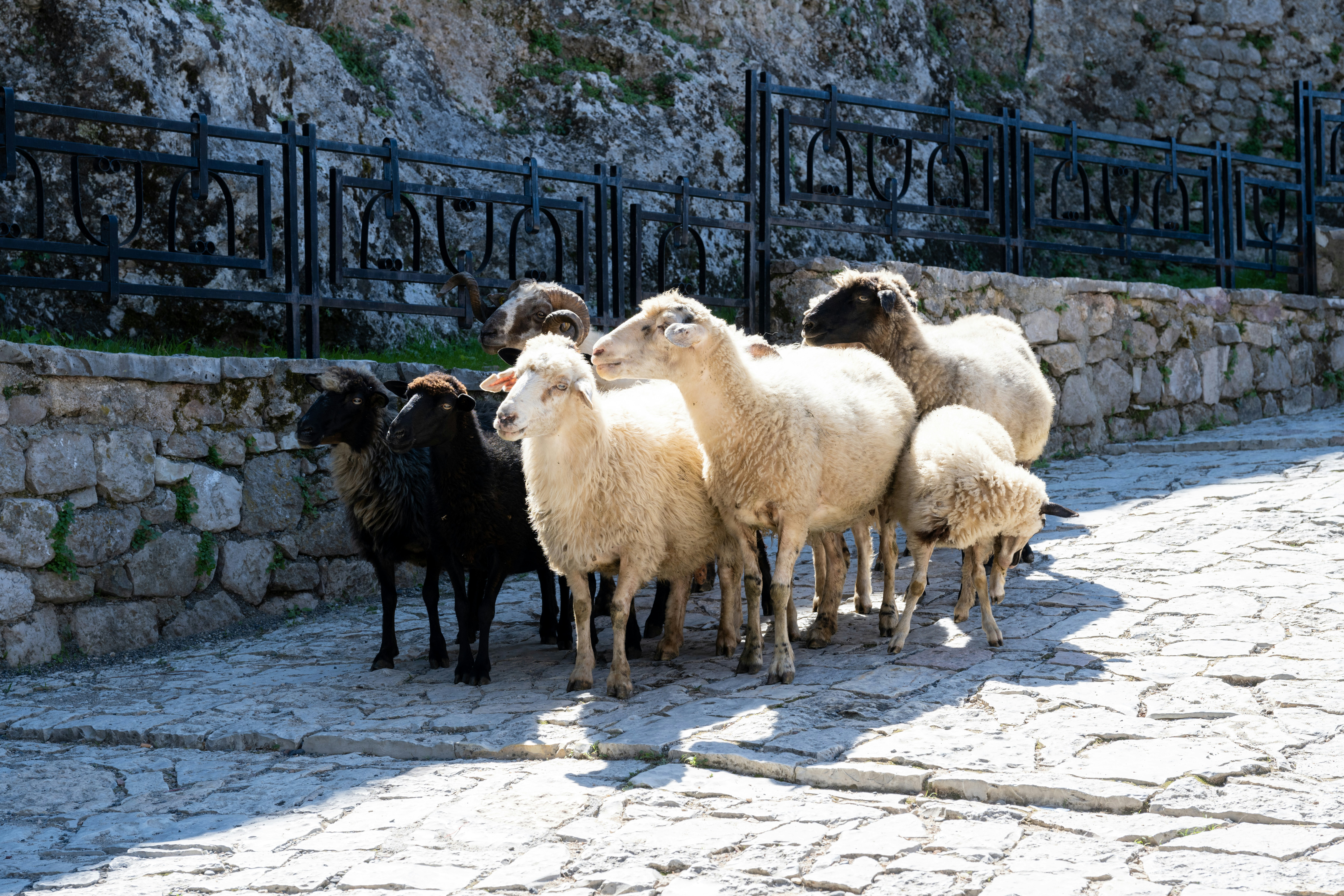 Krujë travel photo