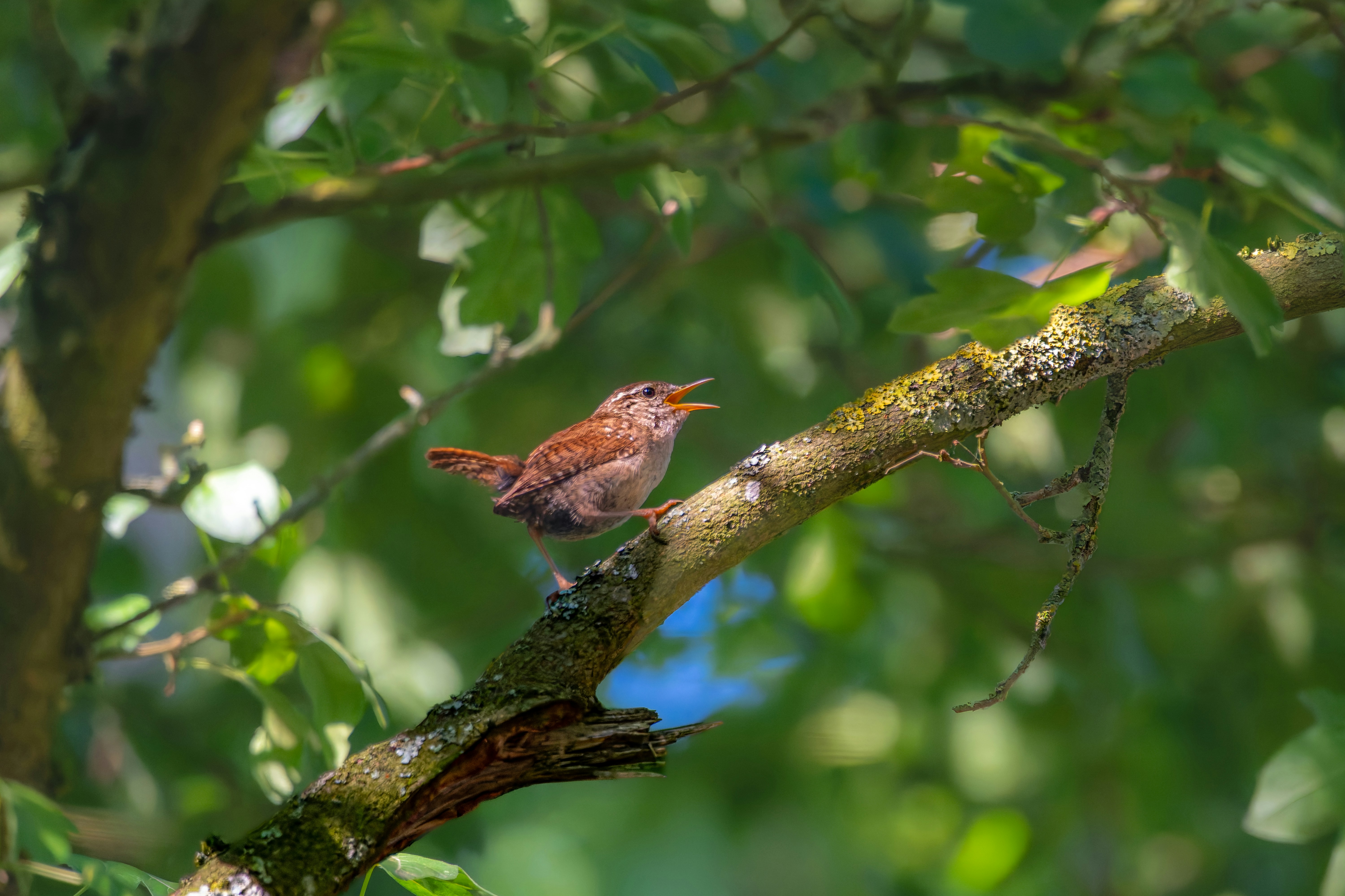 Photo by siegfriedpoepperl